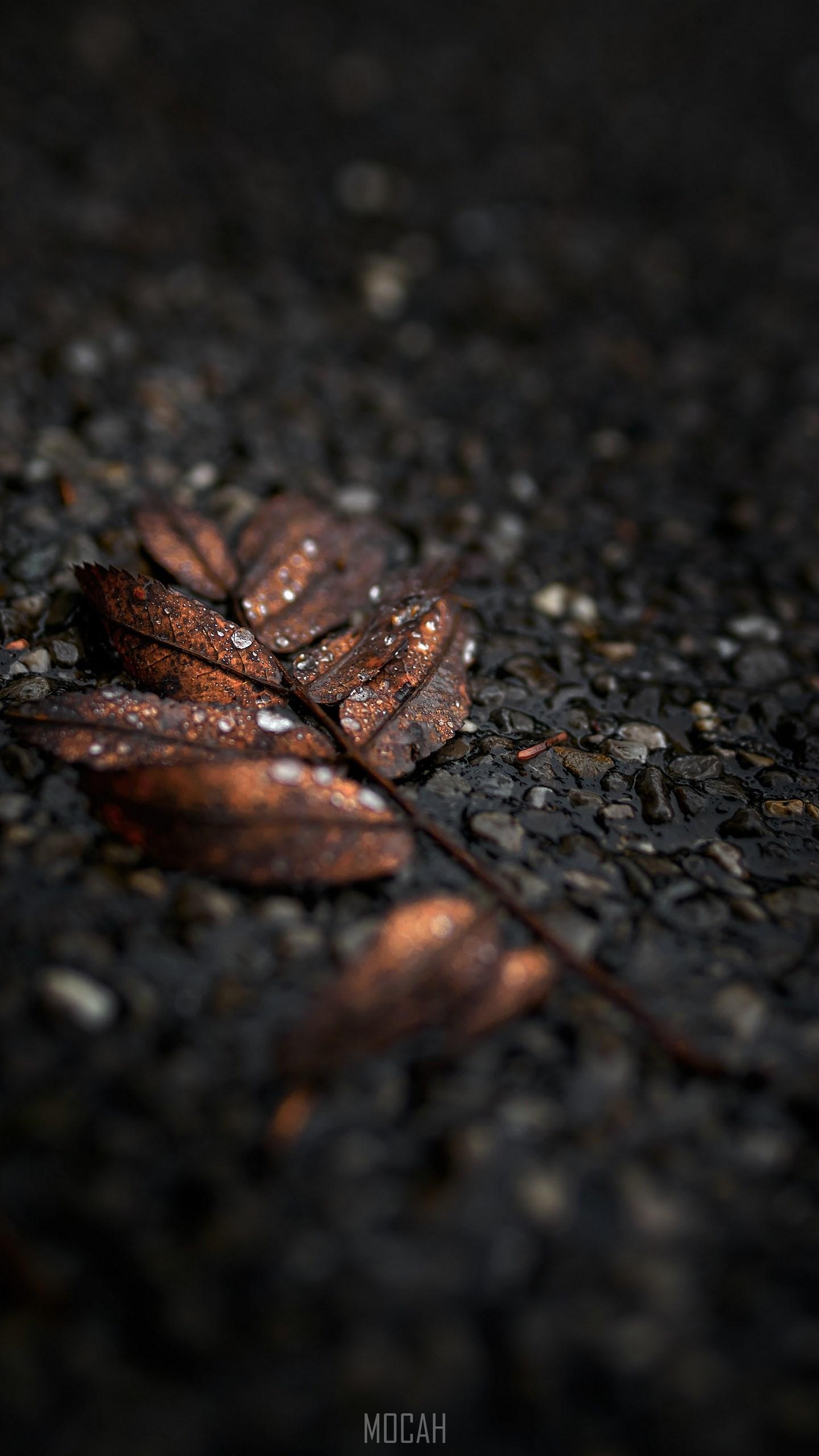 1440x2560 Black, Leaf, Brown, Tree, Soil, Razer Phone wallpaper HD download, 1440x2560 HD Wallpaper