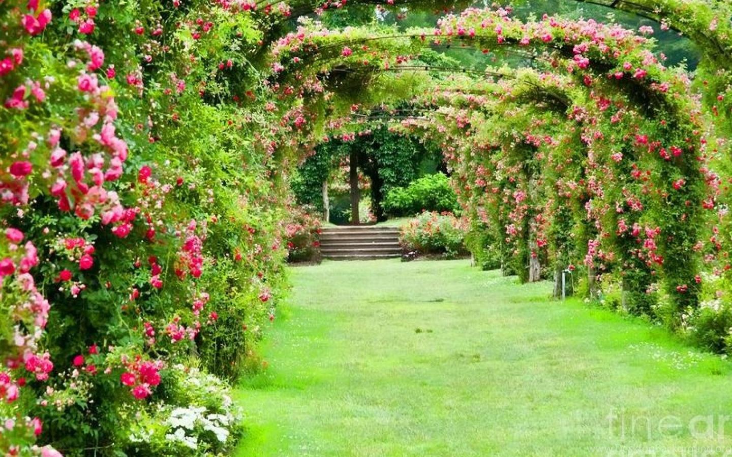 1440x900 ROSE GARDEN WALLPAPER Desktop Background