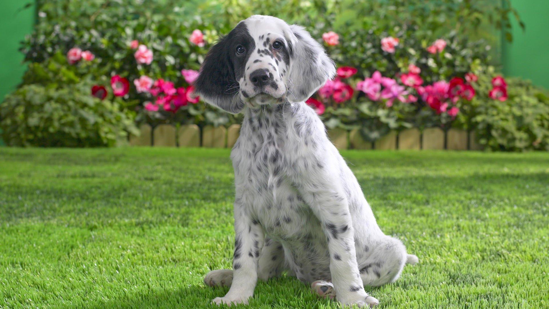 1920x1080 English Setter HD Wallpaper