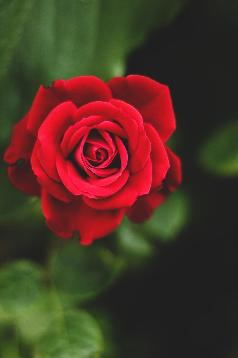 English Rose Garden Wallpapers - Top Free English Rose Garden ...