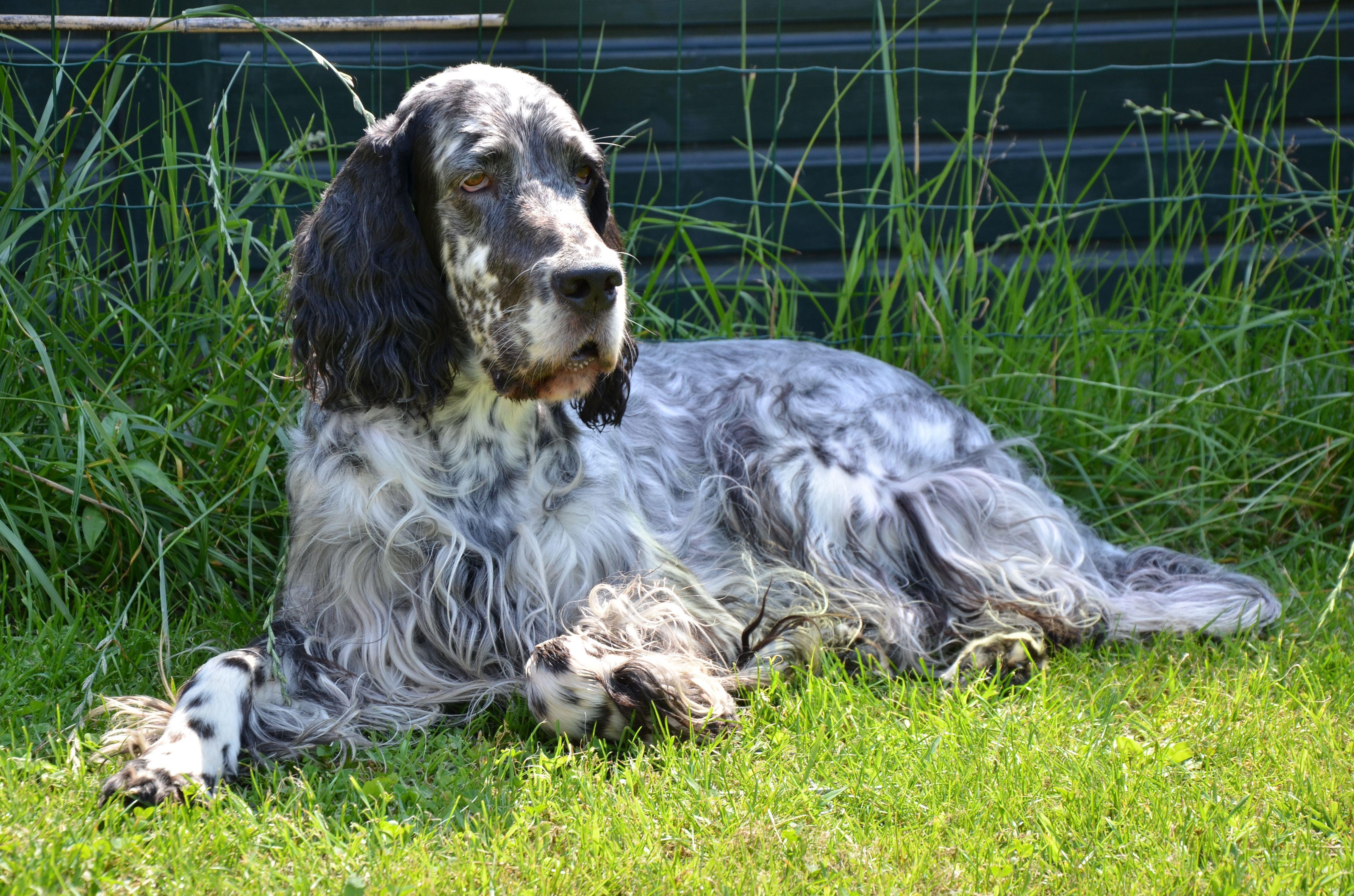 4928x3264 English Setter Wallpaper HD Download. English setter, English, Animals