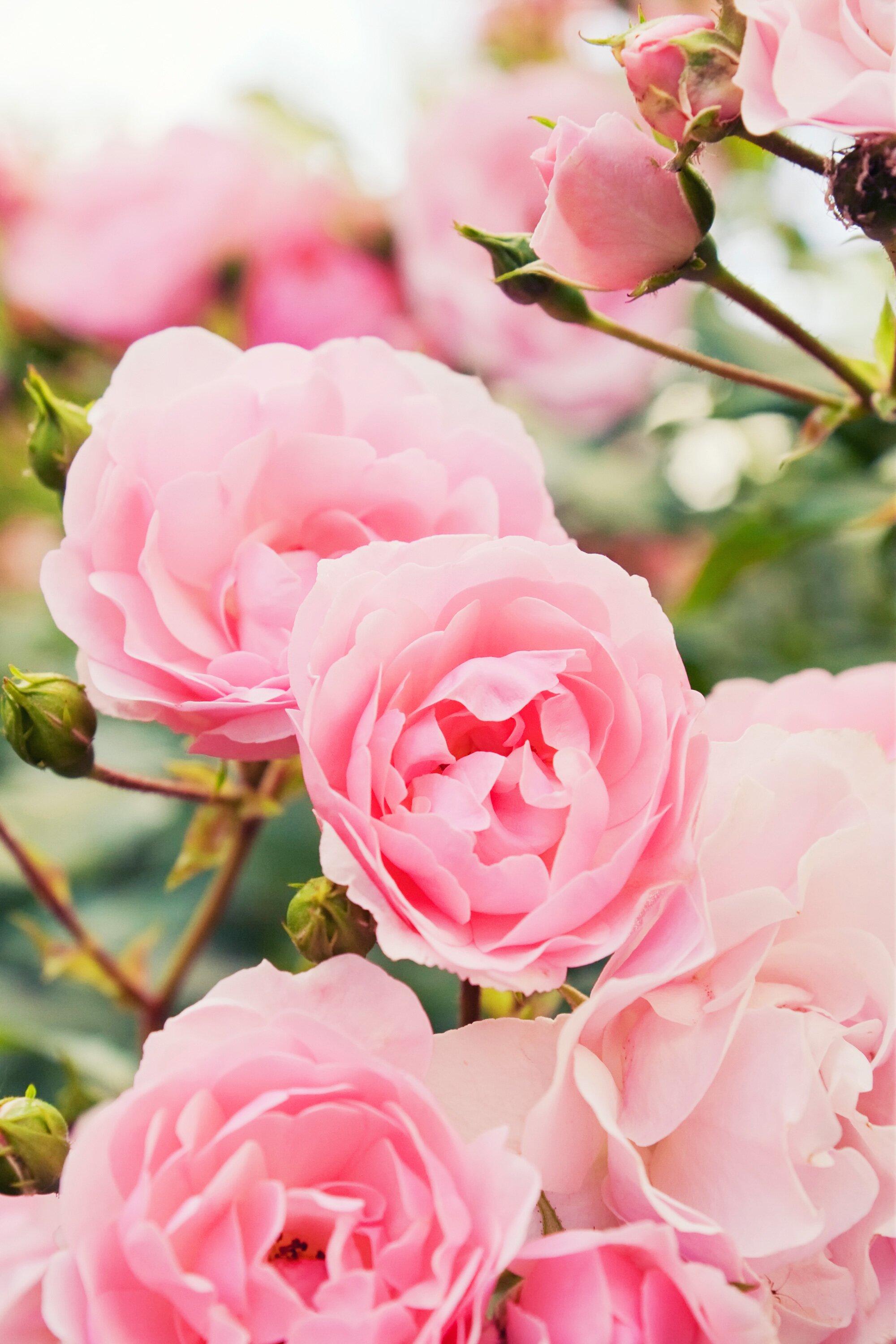 English Rose Garden Wallpapers - Top Free English Rose Garden ...