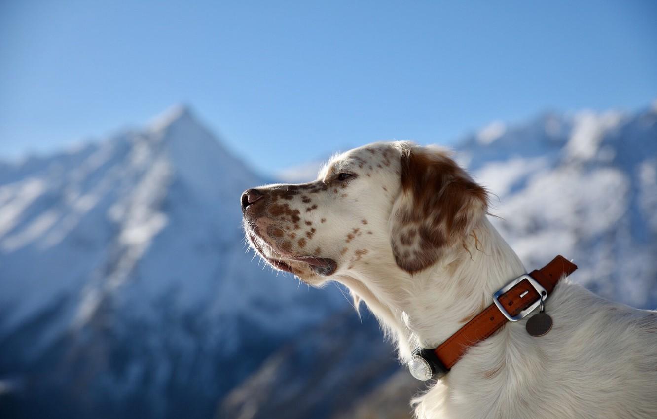 1332x850 Wallpaper portrait, dog, profile, collar, The English setter image for desktop, section собаки