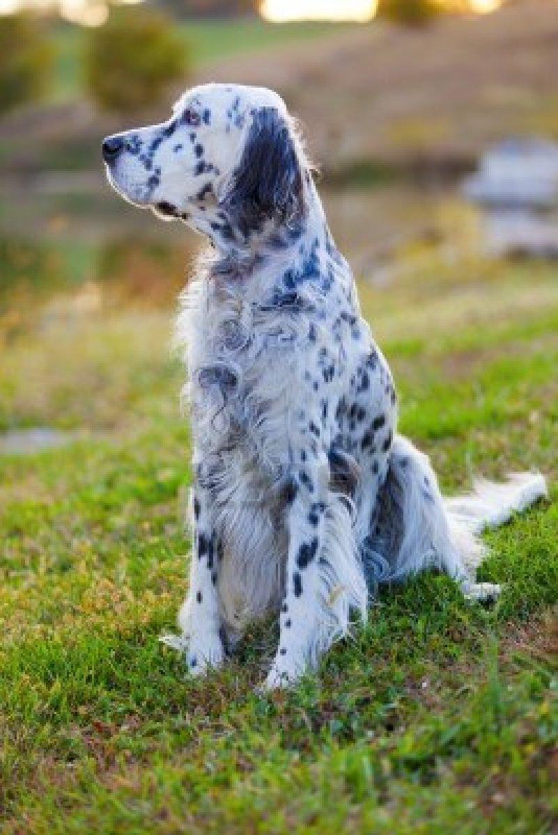 English Setter Wallpapers - Top Free English Setter Backgrounds ...