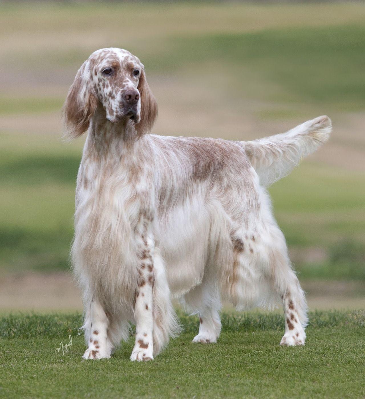 1280x1399 English Setter. English setter dogs, English setter puppies, English setter