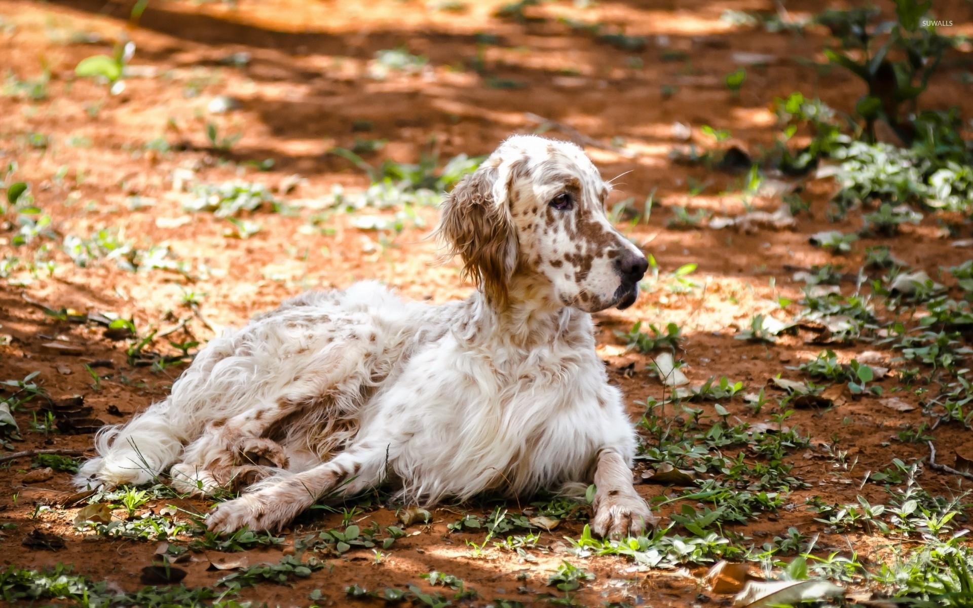 1920x1200 English Setter wallpaper wallpaper