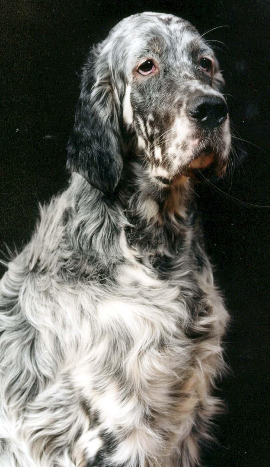 945x1632 Sad English Setter Dog Wallpaper