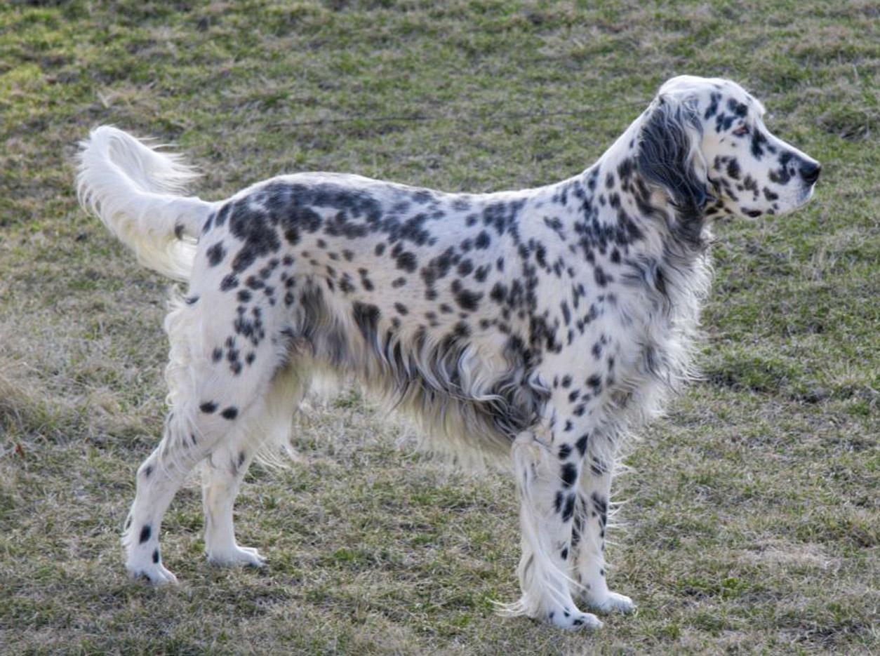 1254x935 English Setter. All Dog Photo and Wallpaper