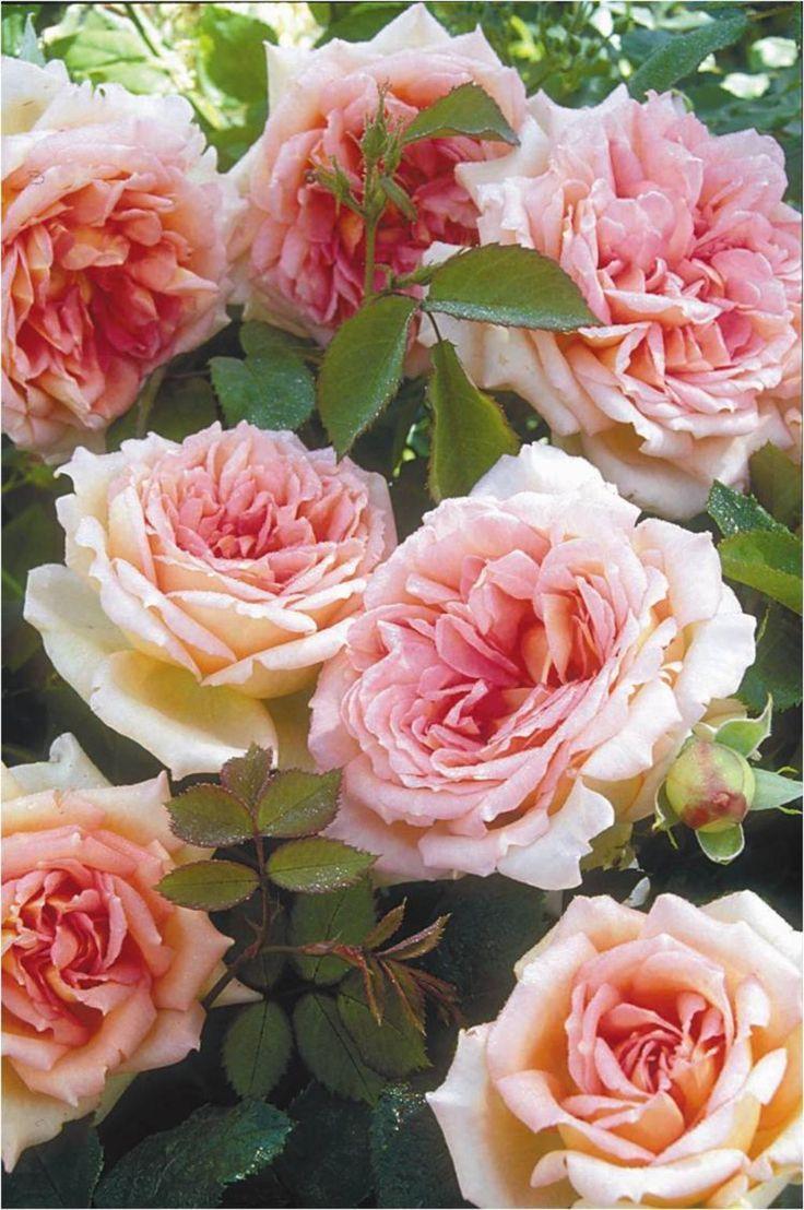 736x1108 Old Fashioned Roses Wallpaper