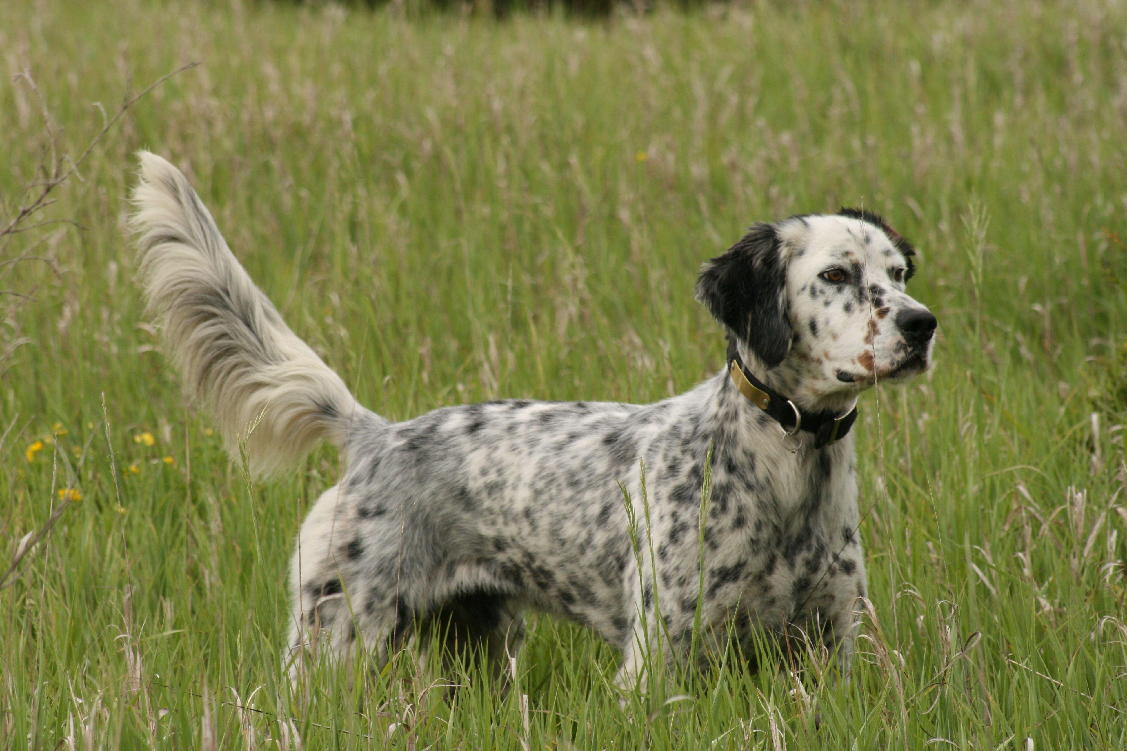 3888x2592 English Setter. English setter dogs, English setter, Dog breeds