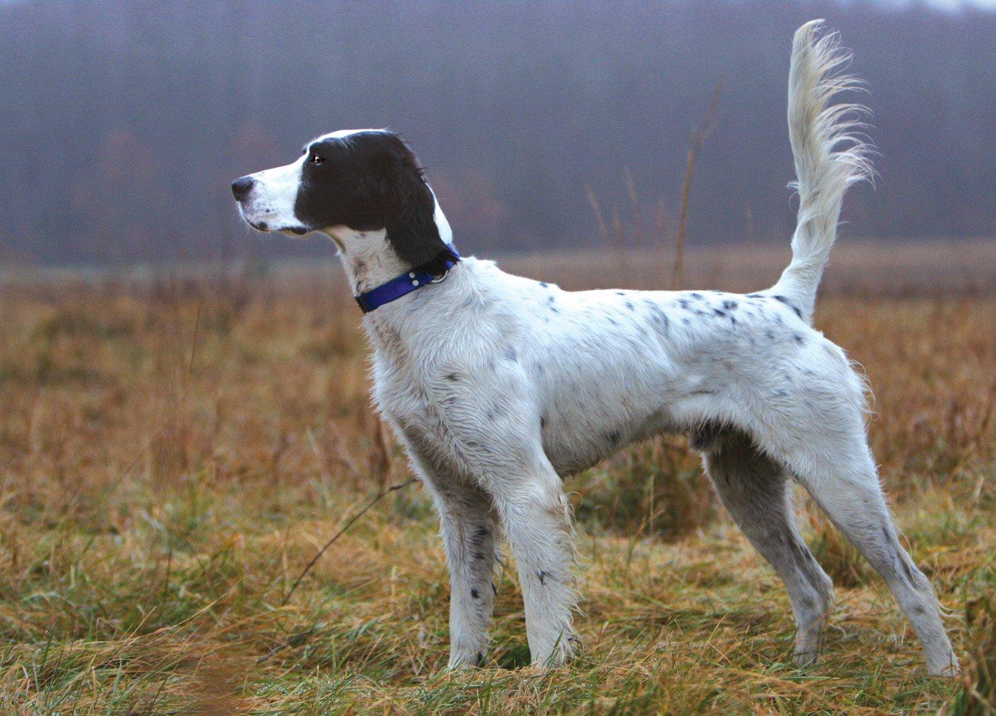 1400x1007 English Setter dog side view photo and wallpaper. Beautiful English Setter dog side view picture