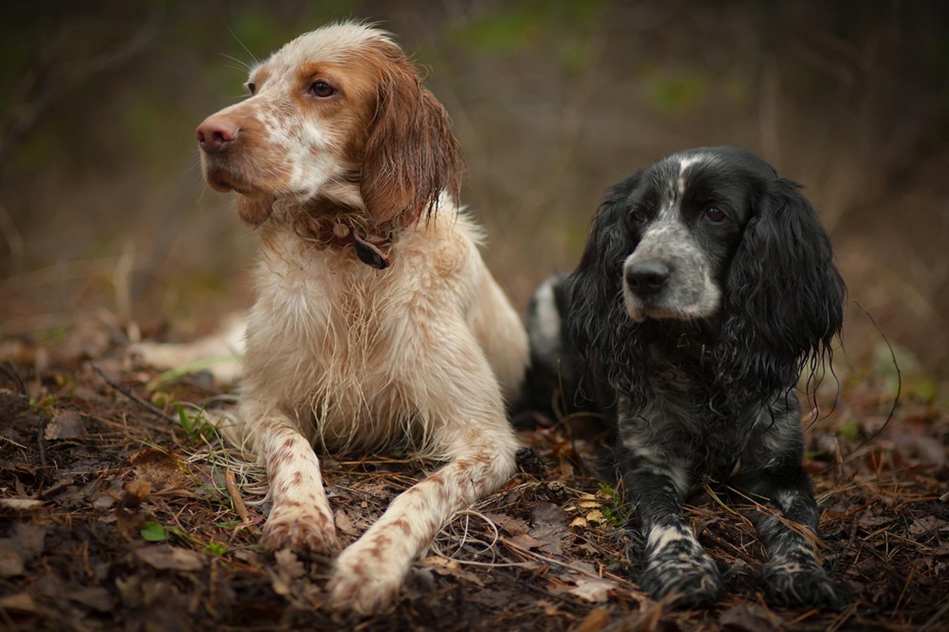 1920x1280 spaniel, English, Setter, Dog Wallpaper HD / Desktop and Mobile Background