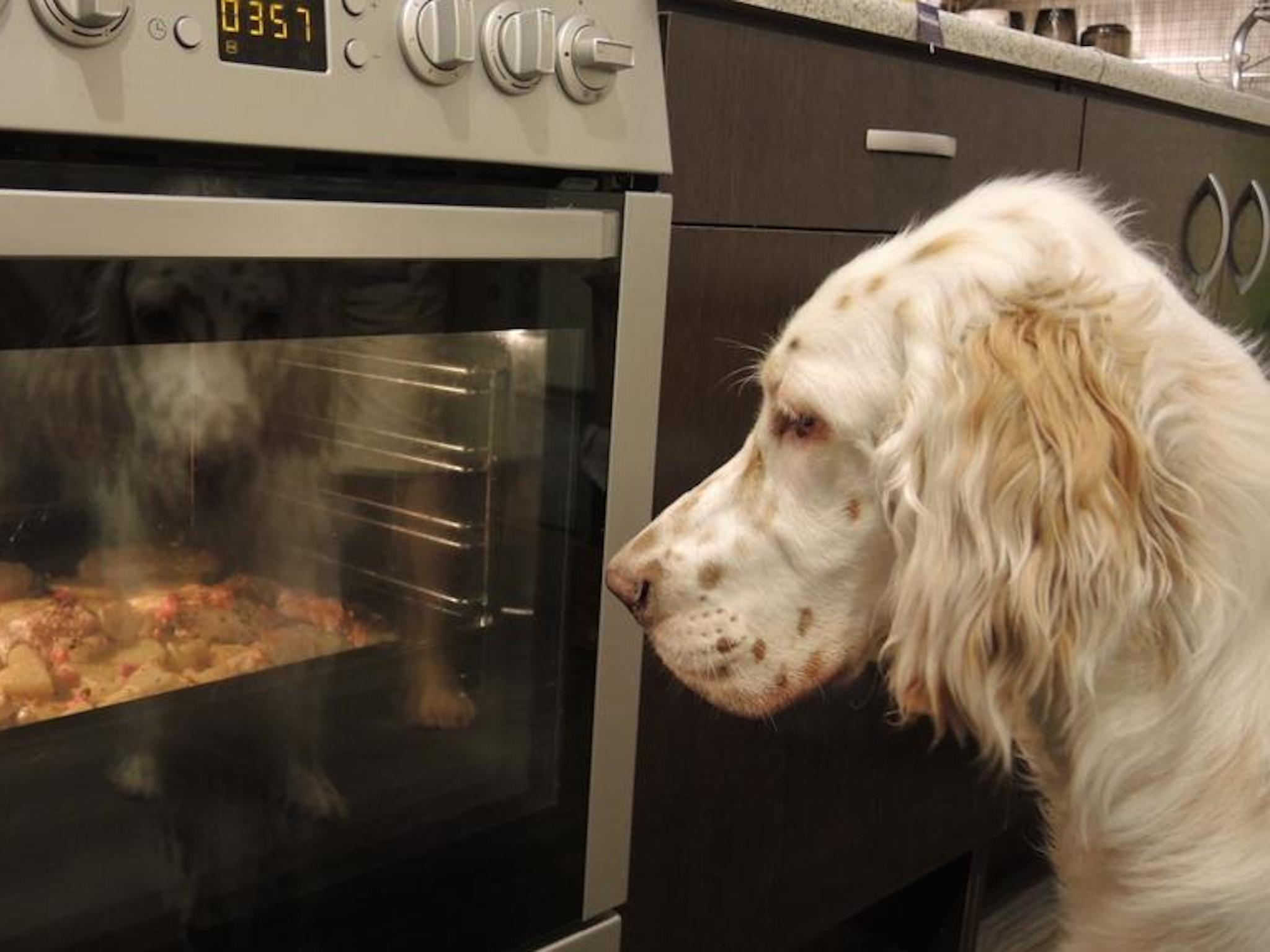 2048x1535 English Setter Chef Wallpaper. Free HD Dog Downloads