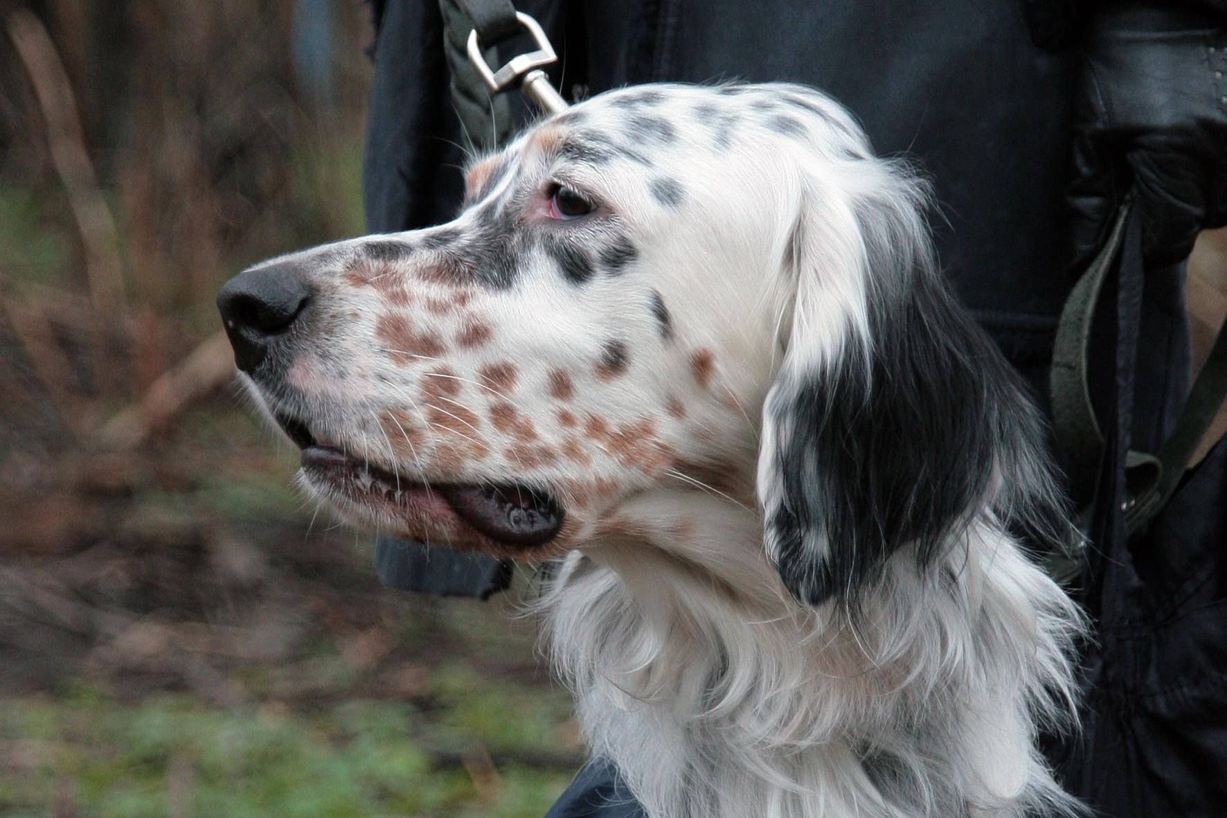 English Setter Wallpapers - Top Free English Setter Backgrounds