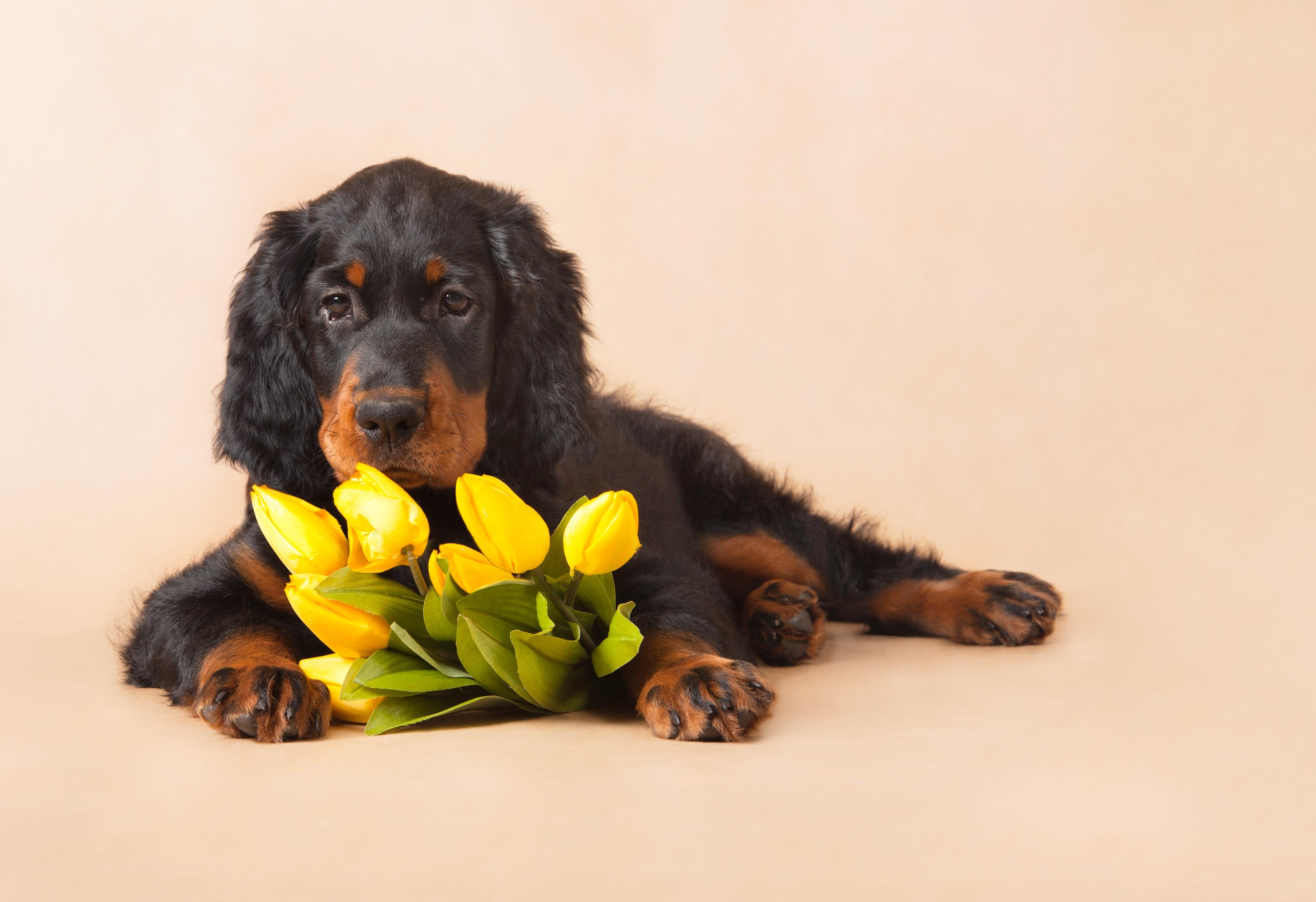 4432x3040 Dogs, English Setter, Puppy. Mocah HD Wallpaper