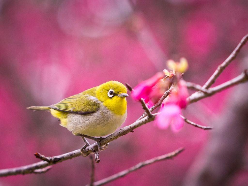 Cute Bird Wallpapers - Top Free Cute Bird Backgrounds - WallpaperAccess