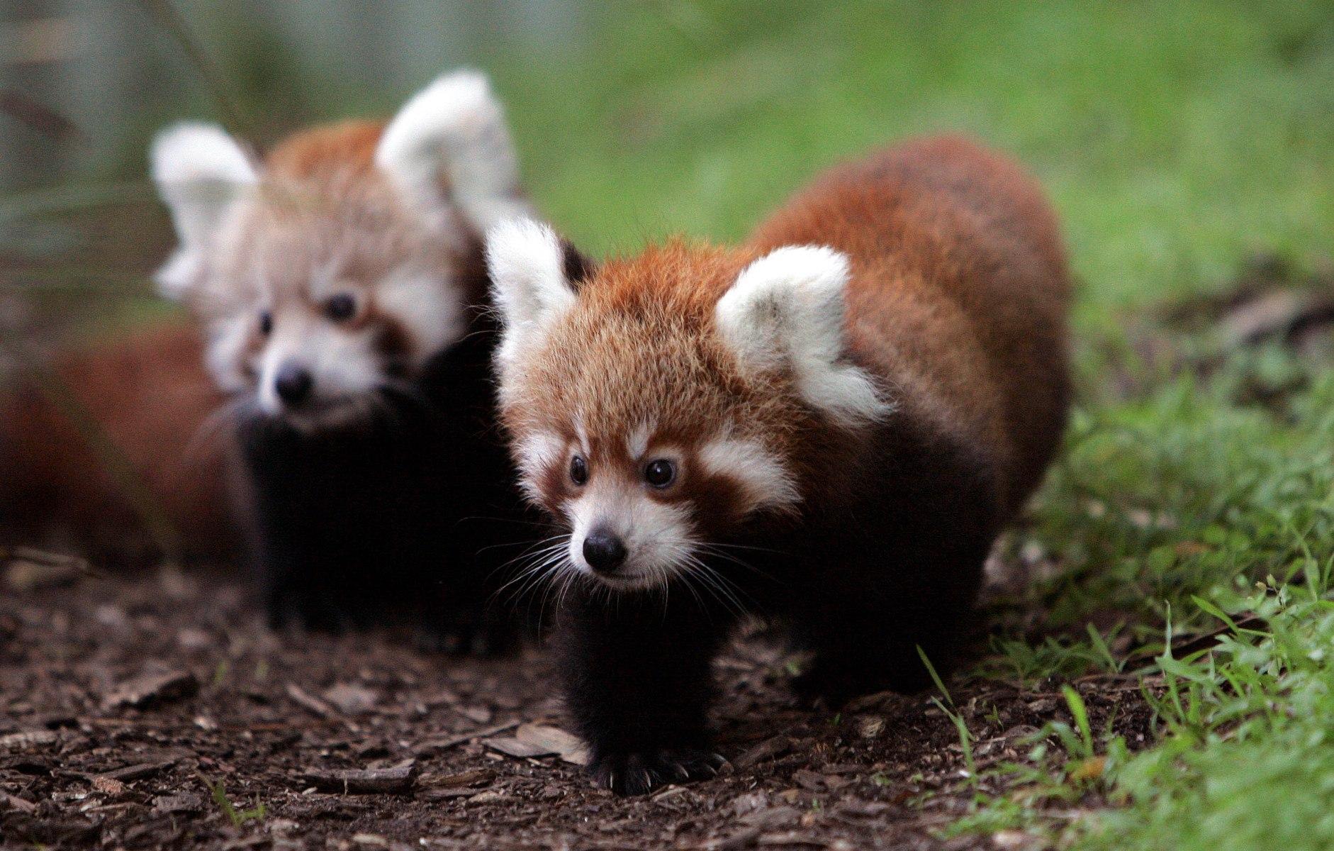 Red Panda Wallpapers 66 pictures