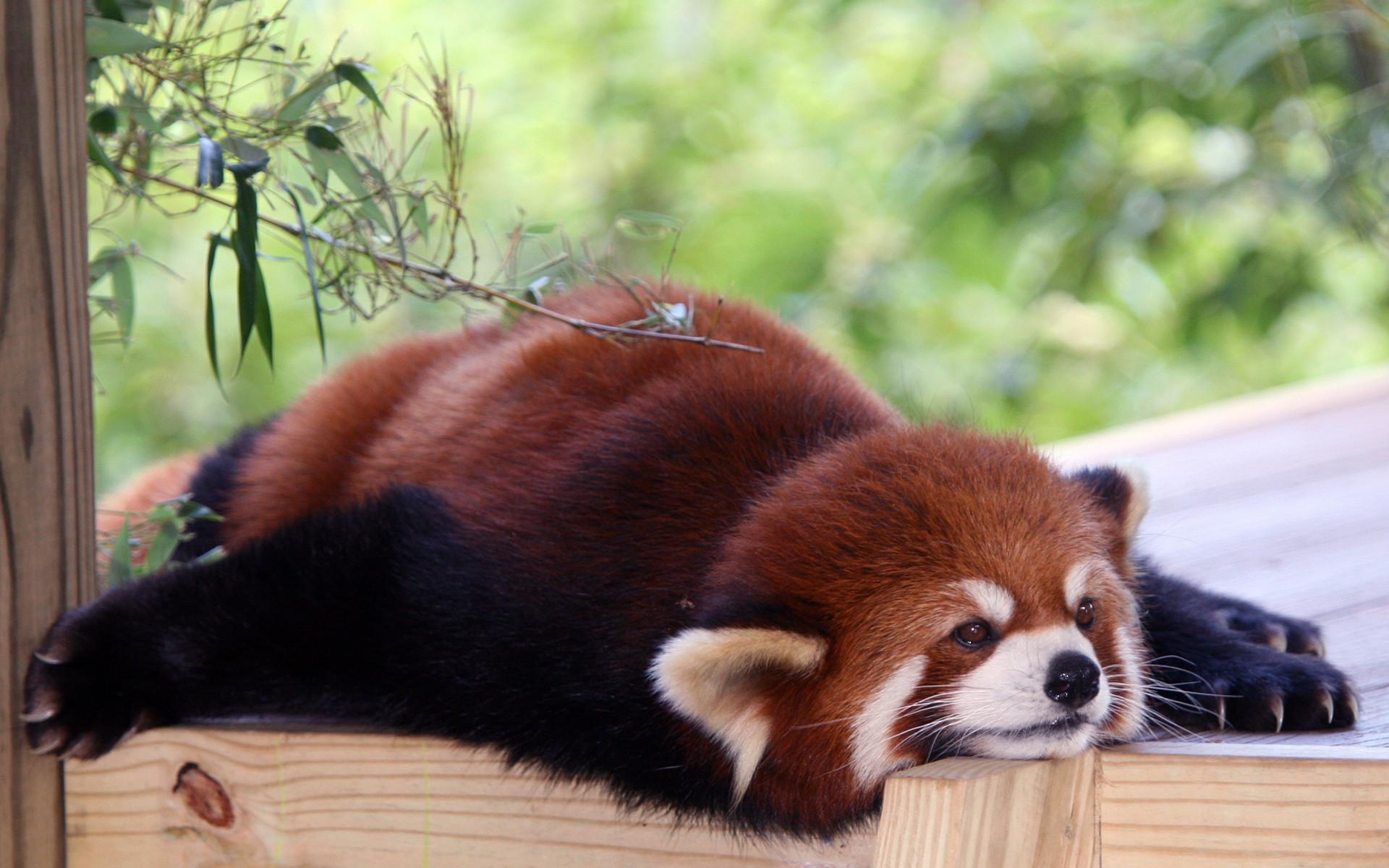 Red Panda Kawaii Wallpapers Top Free Red Panda Kawaii Backgrounds Wallpaperaccess