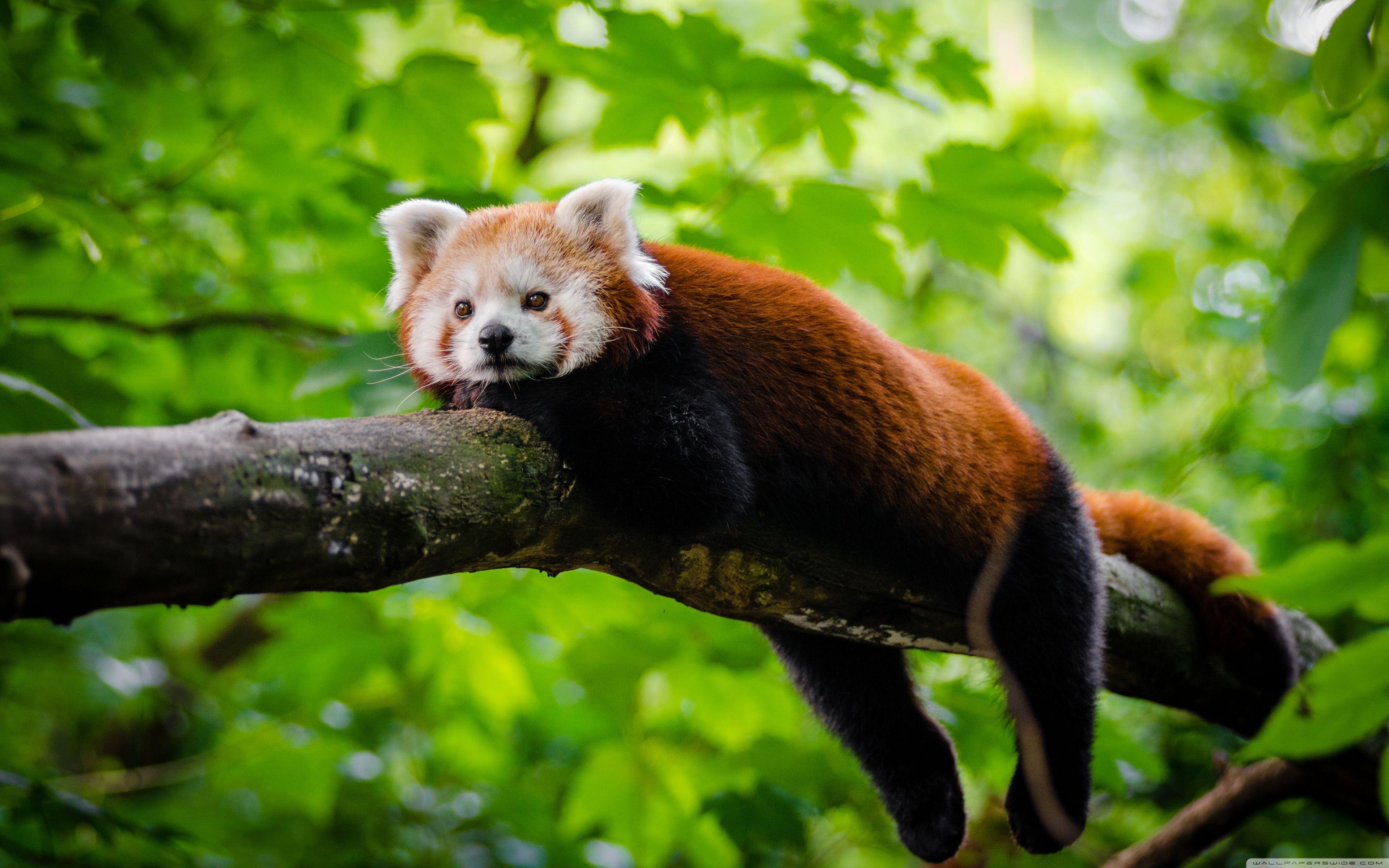 3840x2400 Panda Cute Wallpaper