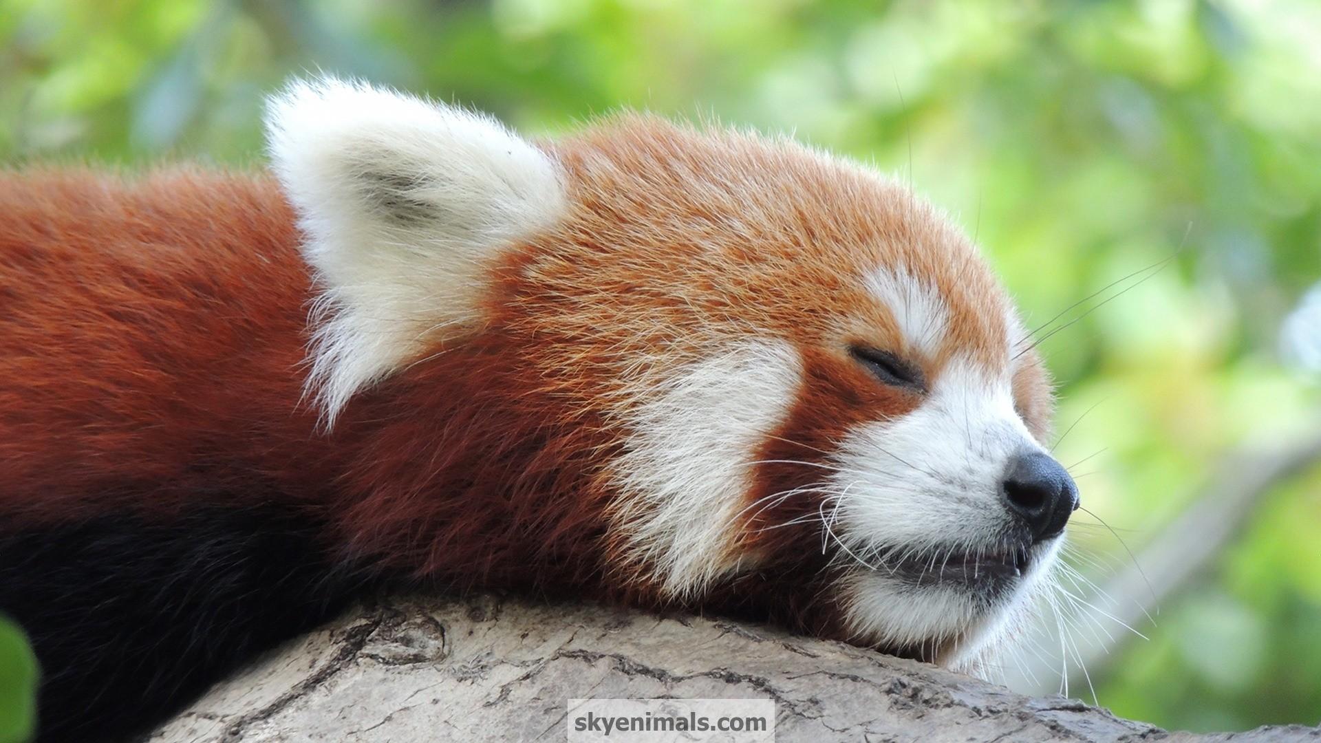 1920x1080 Free Red Panda Wallpaper Image Data Src Cute Red Panda