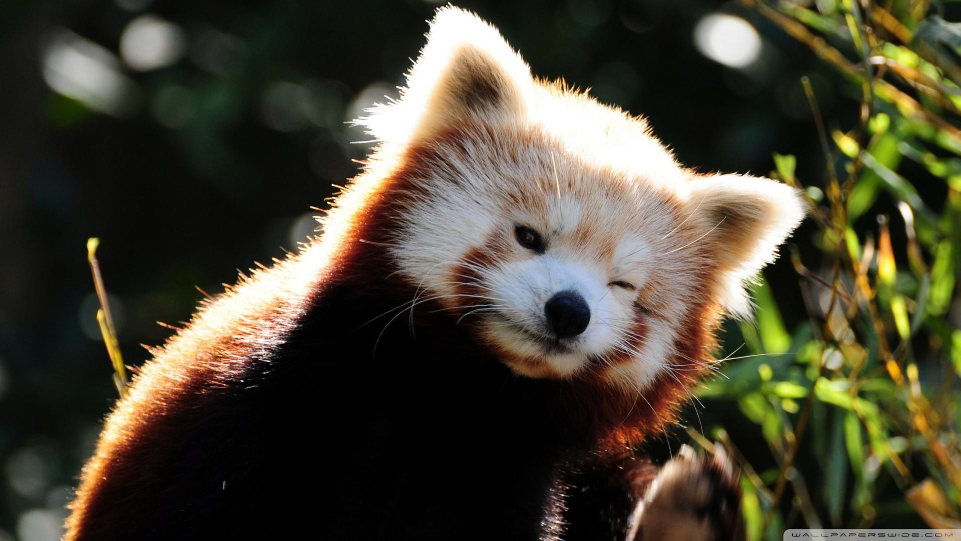 1920x1080 Cute Cartoon Panda