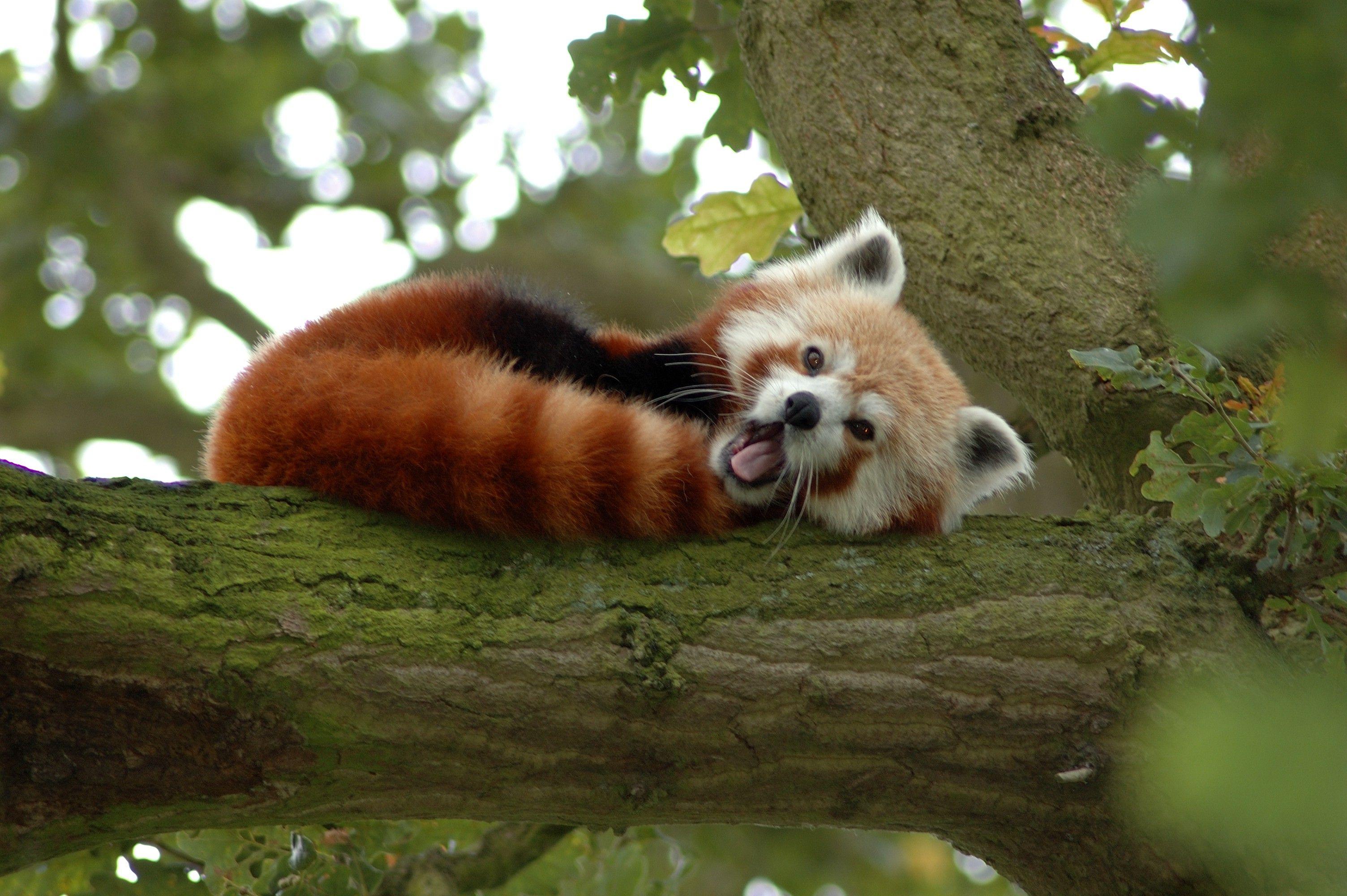 3008x2000 Animal Red Panda HD Wallpaper