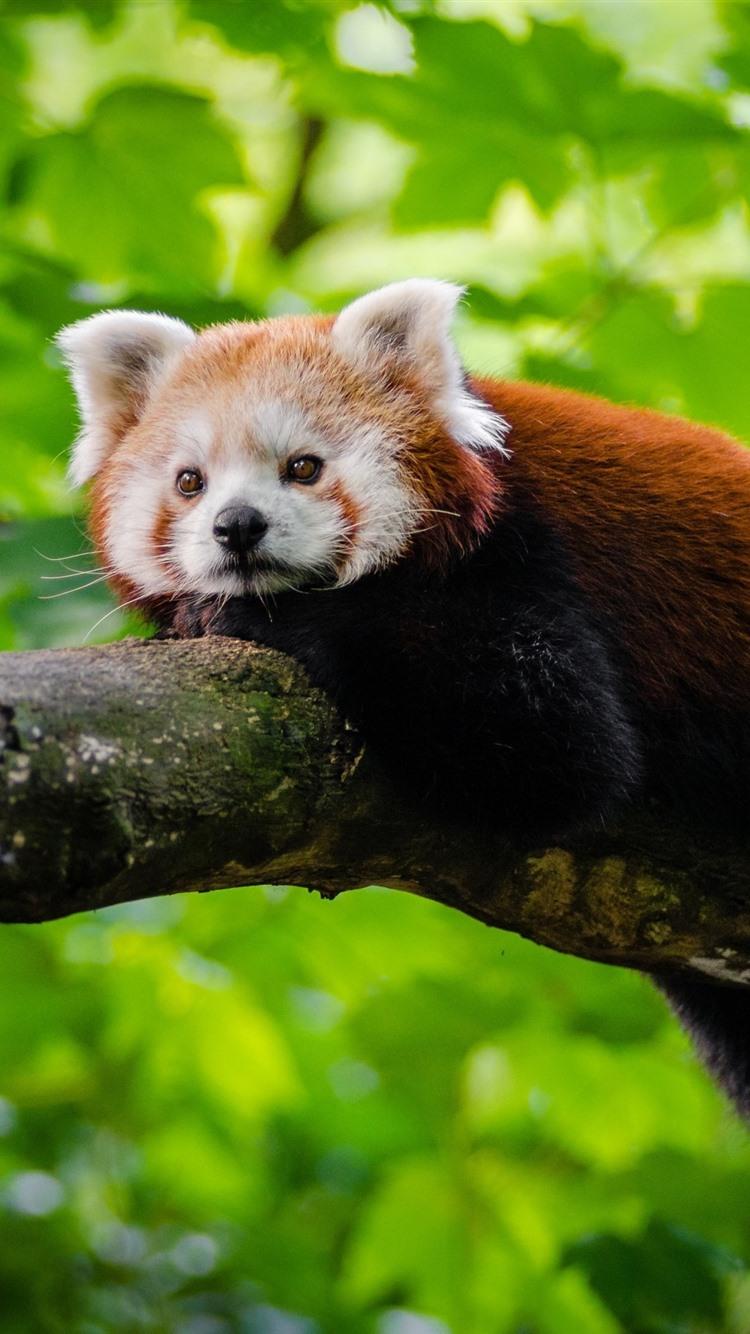 750x1334 iPhone Wallpaper Red Panda Rest, Tree, Green Leaves