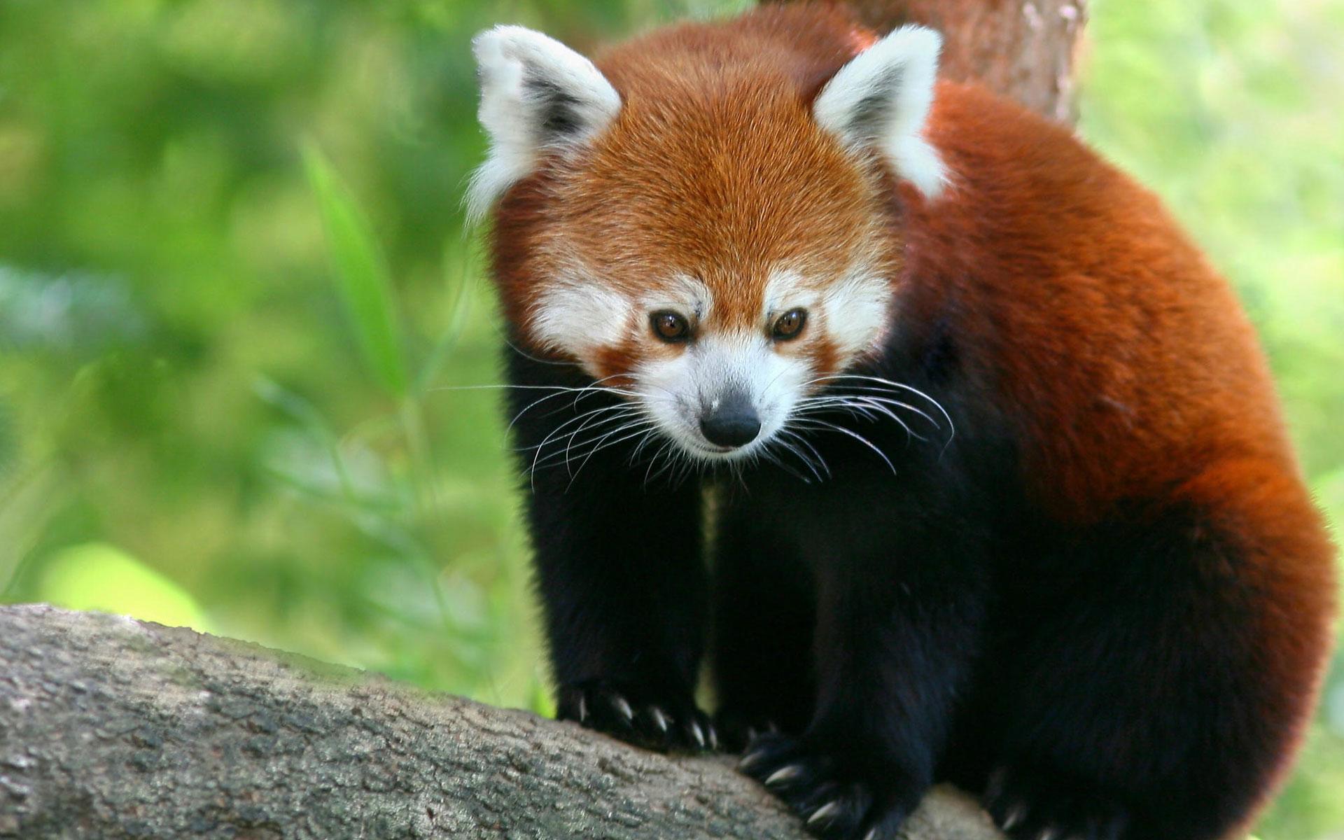 1920x1200 Red Panda Wallpaper HD