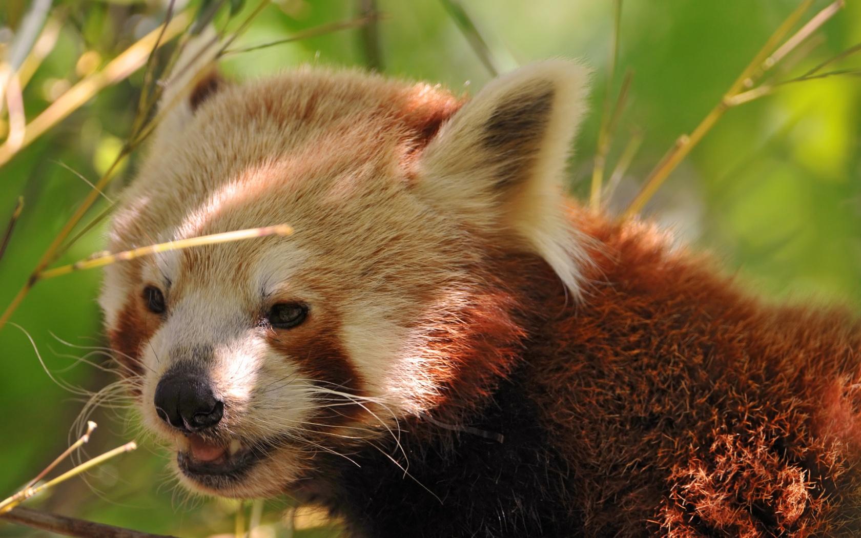 1680x1050 Cute Red Panda Wallpaper