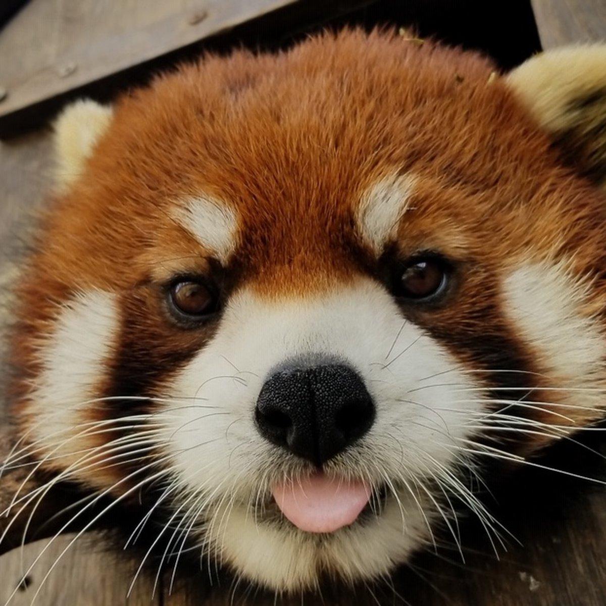 1200x1200 Memphis Zoo mourns loss of Xing the red panda