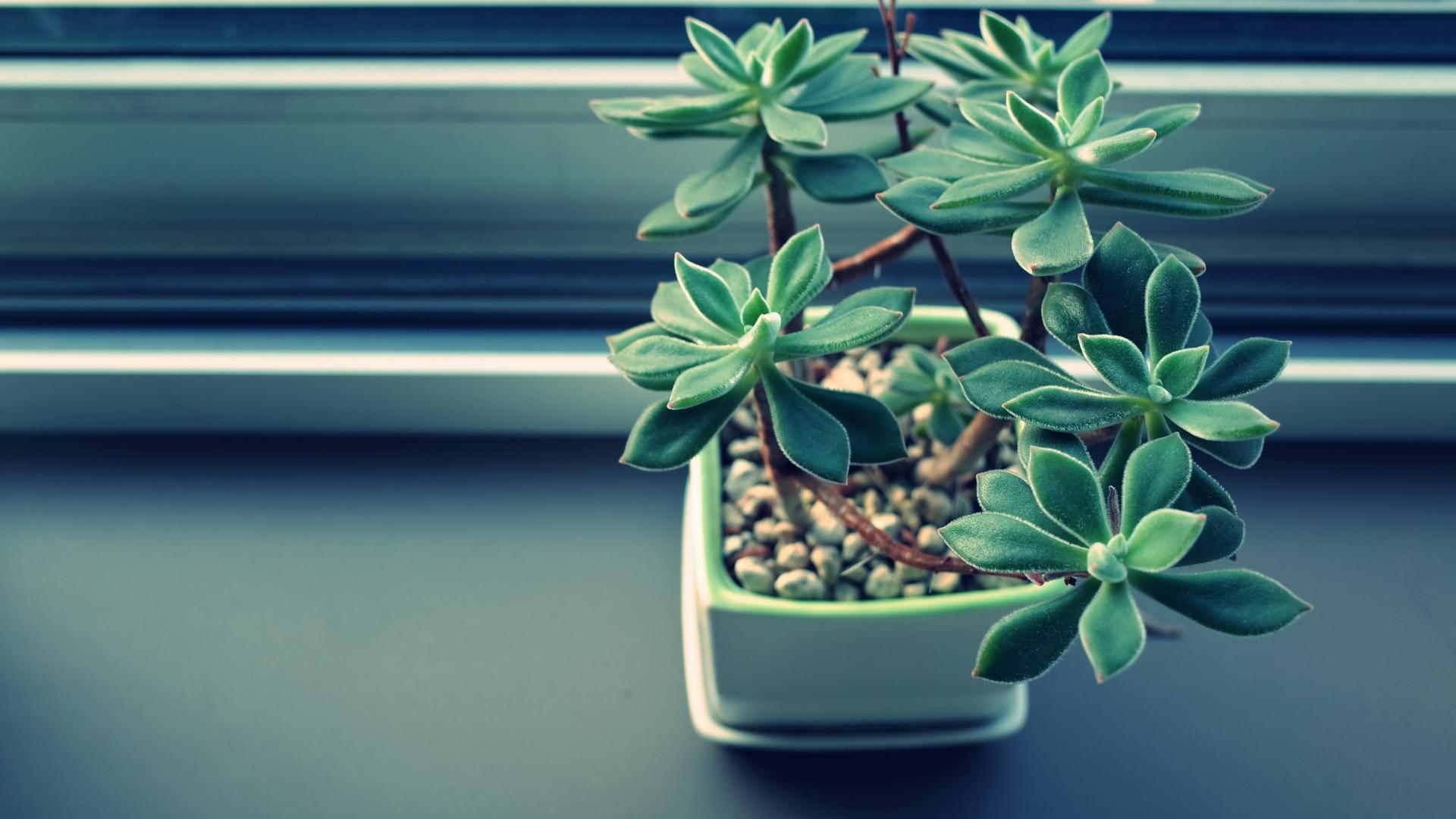1920X1080 Plant Wallpapers - Top Free 1920X1080 Plant Backgrounds