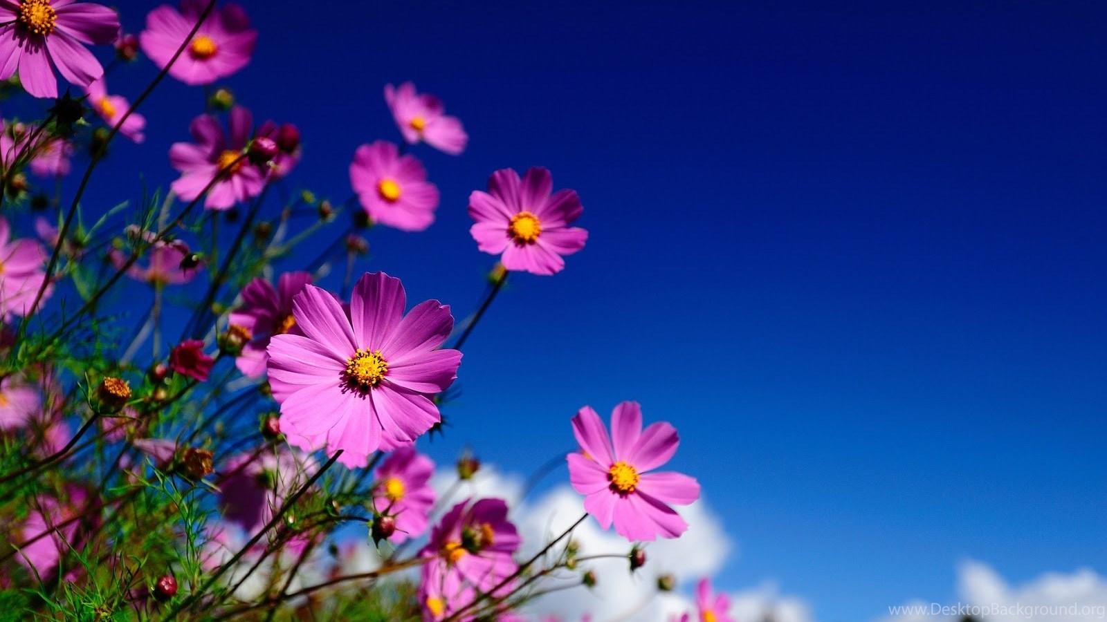 1600x900 Pretty Computer Wallpaper Flower Yellow Roses HD 2 3D HD Picture. Desktop Background