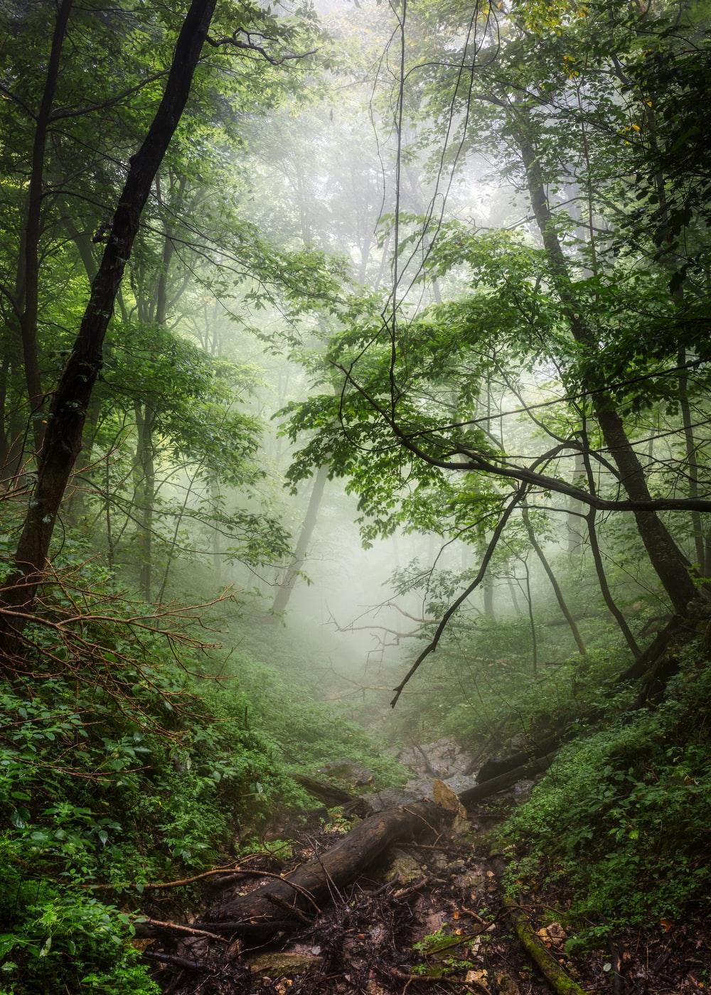 1000x1400 Mysterious Forest Picture. Download Free Image