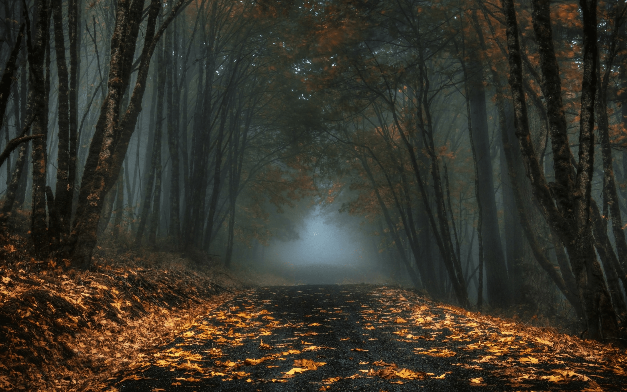 Foggy Autumn Wallpapers - Top Free Foggy Autumn Backgrounds ...