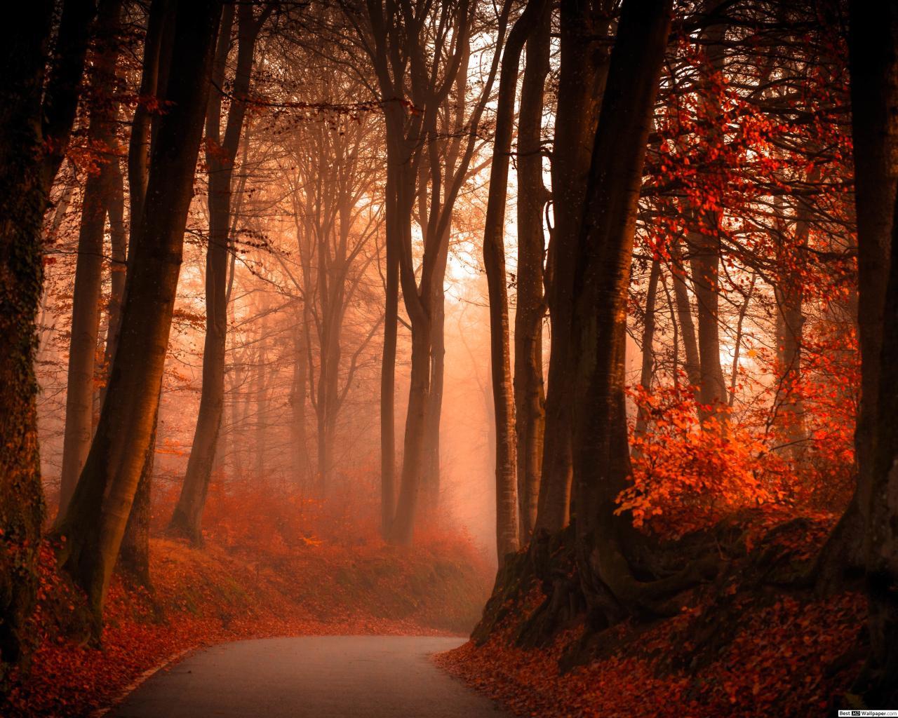 1280x1024 Foggy Winding Road in Autumn Forest HD wallpaper download