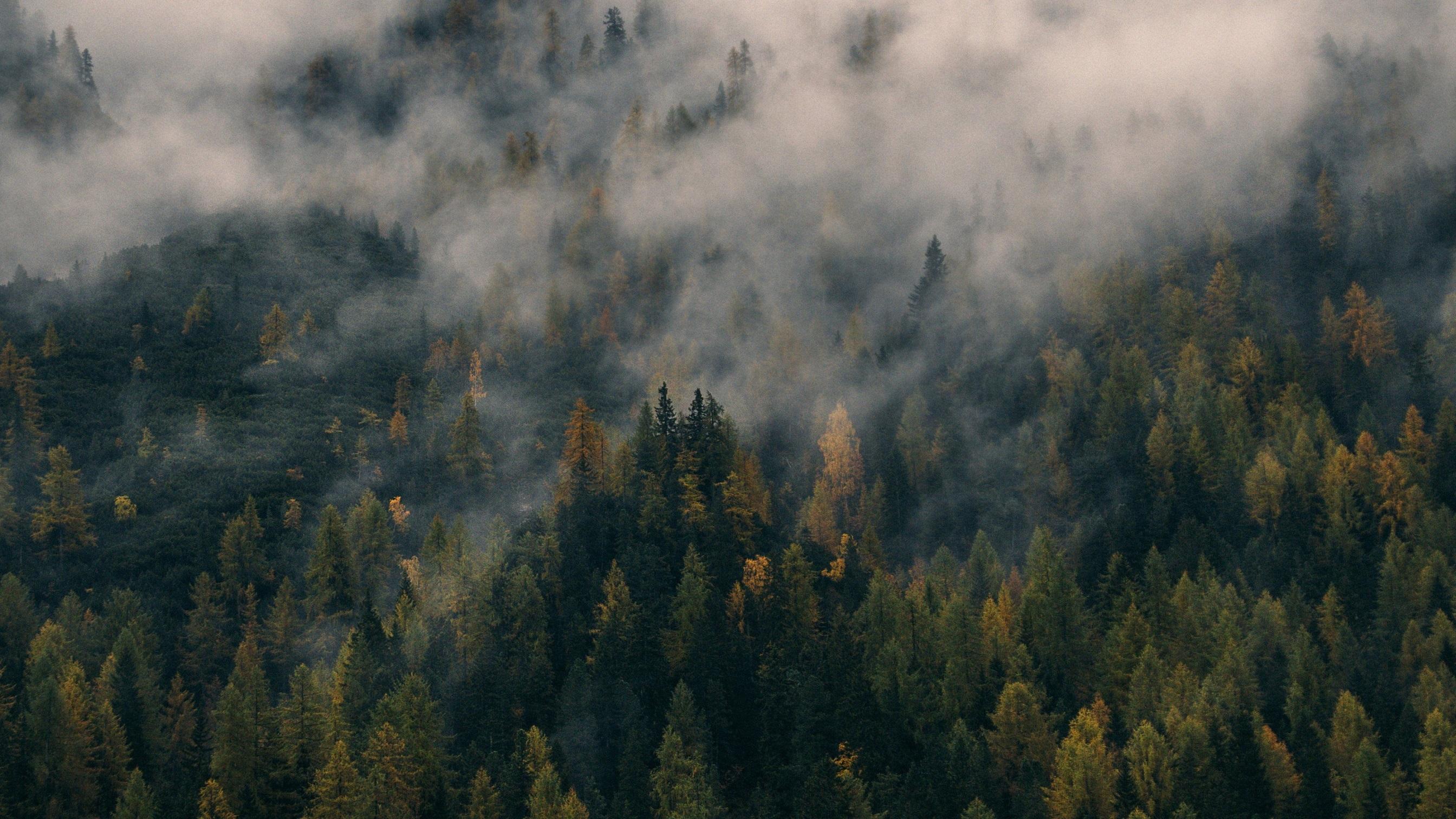 2688x1512 Foggy Forest HD Wallpaper Free Download Forest Wallpaper HD