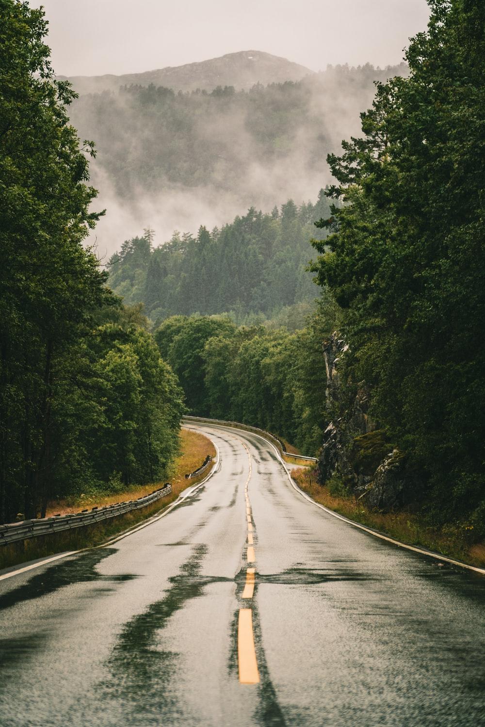 1000x1500 Foggy Forest Picture [Stunning!]. Download Free Image