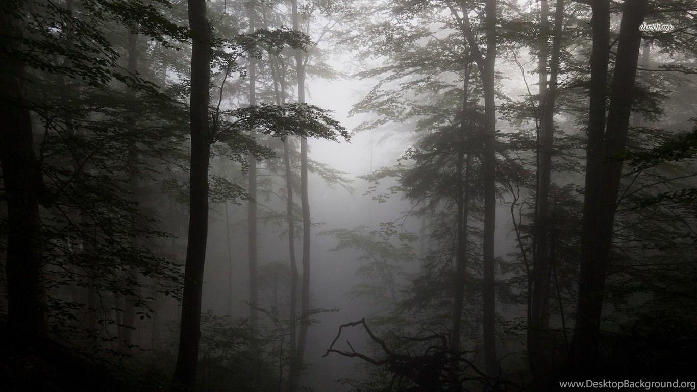 1366x768 Foggy Forest Wallpaper Nature Wallpaper Desktop Background
