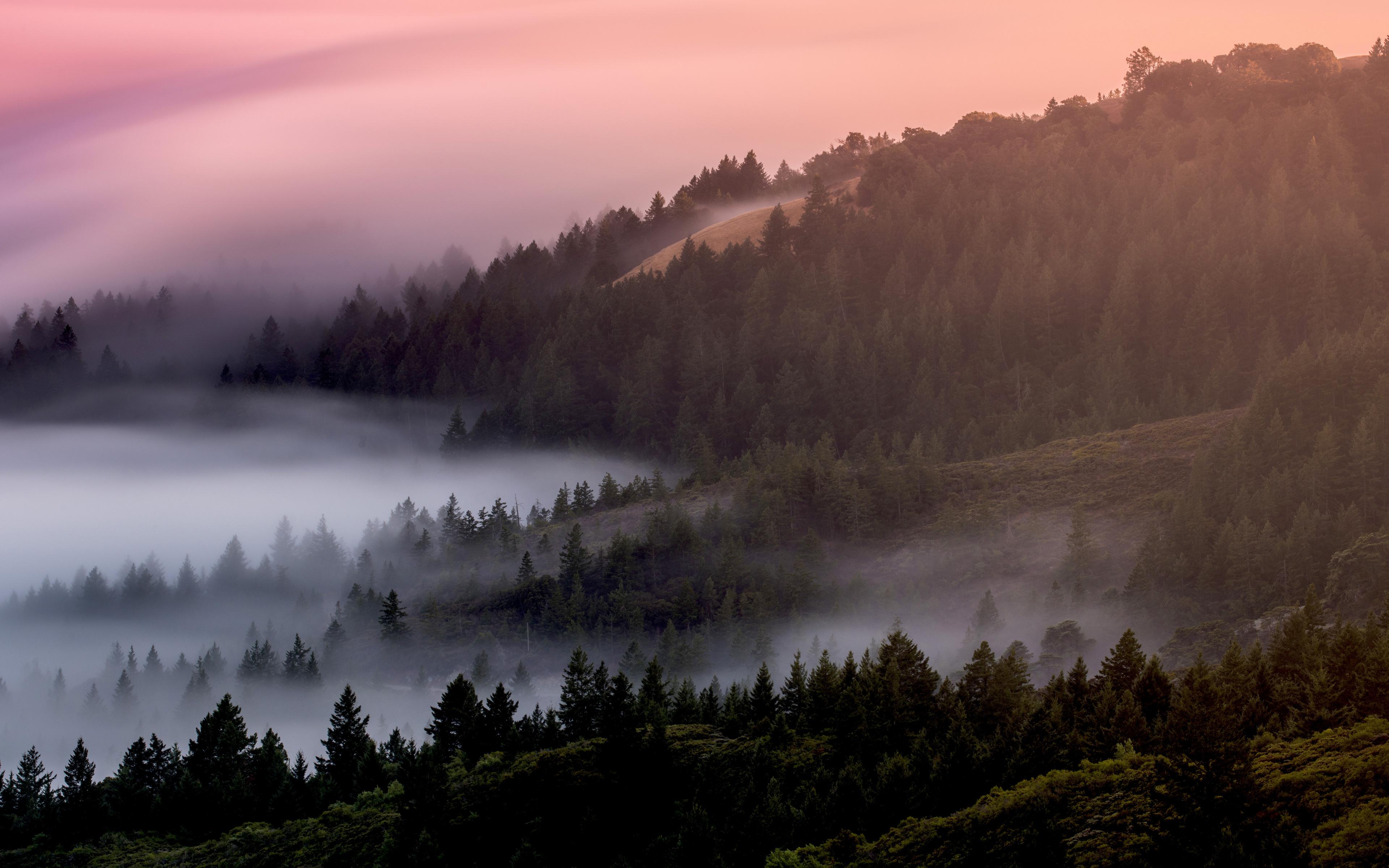 3840x2400 Download Mist, fog, sunrise, trees, forest, nature wallpaper, 3840x 4K Ultra HD 16: Widescreen