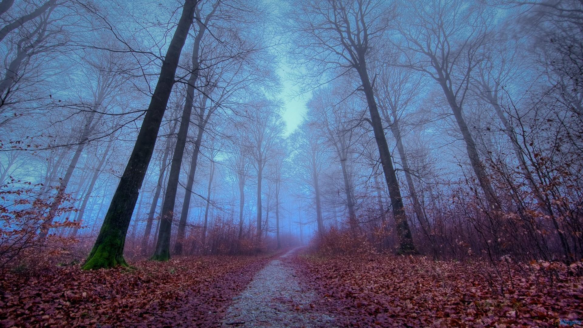1920x1080 Foggy Forest