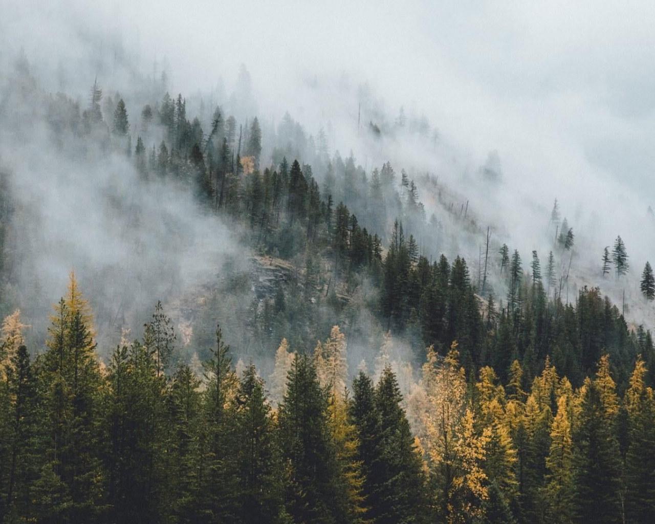 1280x1024 Wilderness wallpaper, nature, tree, fog, woody plant, mountain, mist • Wallpaper For You HD Wallpaper For Desktop & Mobile
