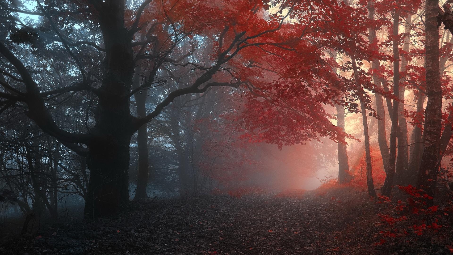 1920x1080 Dark Autumn Wallpaper
