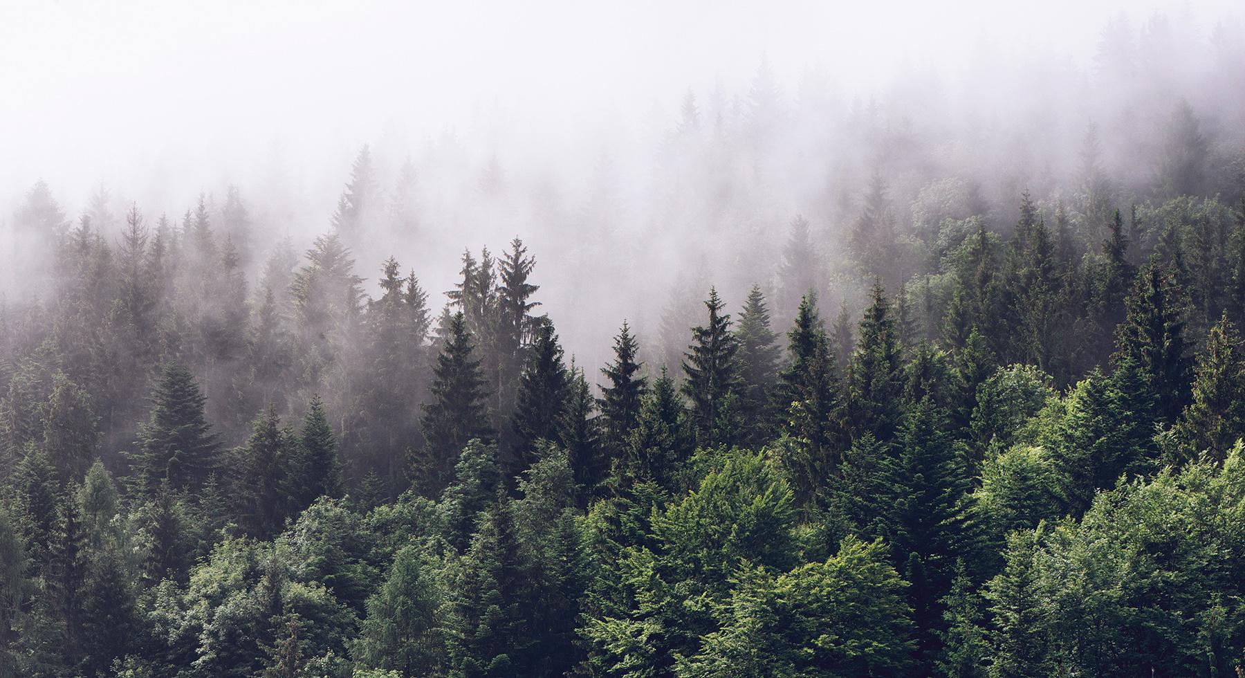 1800x980 Buy Cloudy forest wallpaper US shipping at