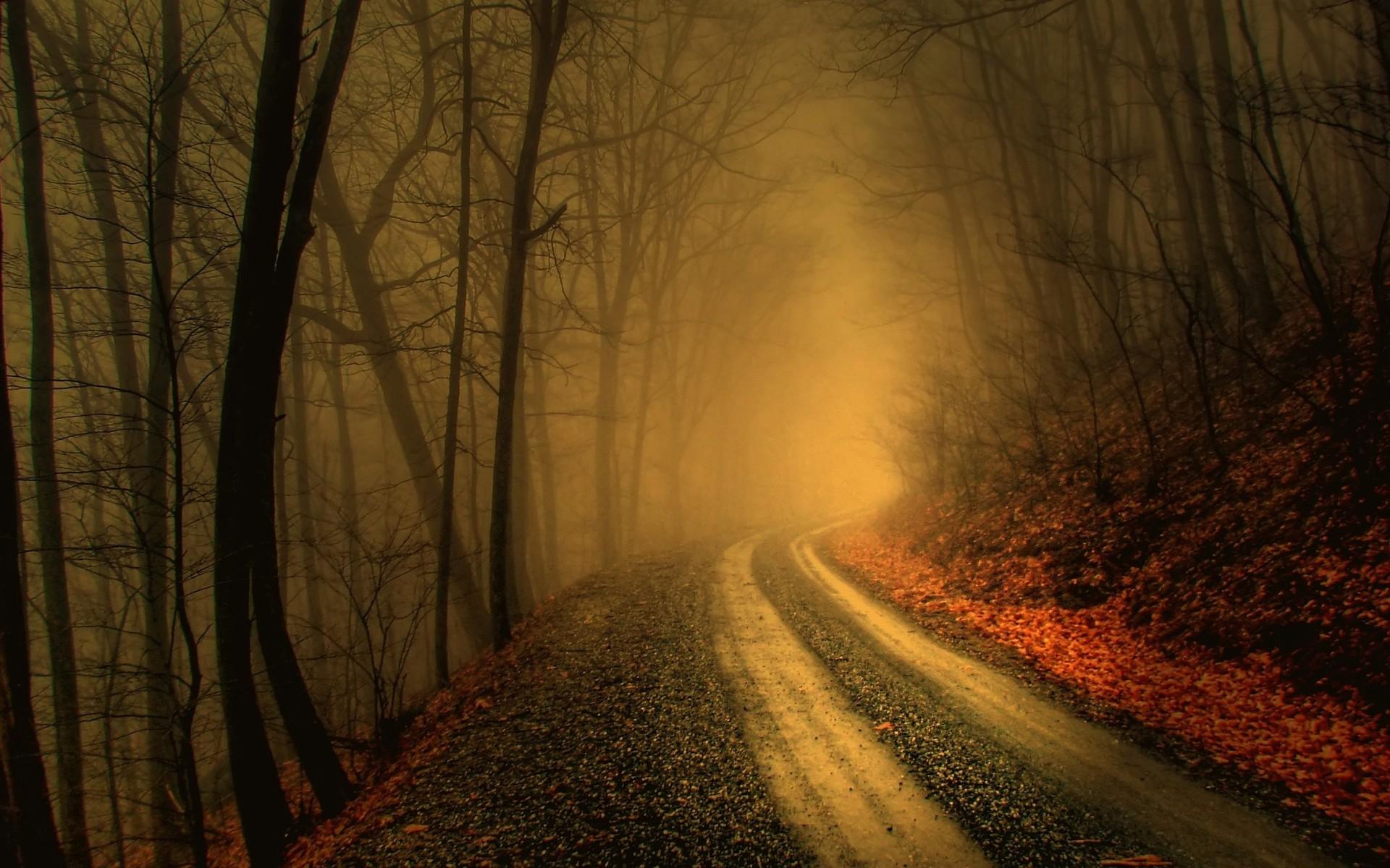 1920x1200 Foggy road in dark forest HD wallpaperx1200