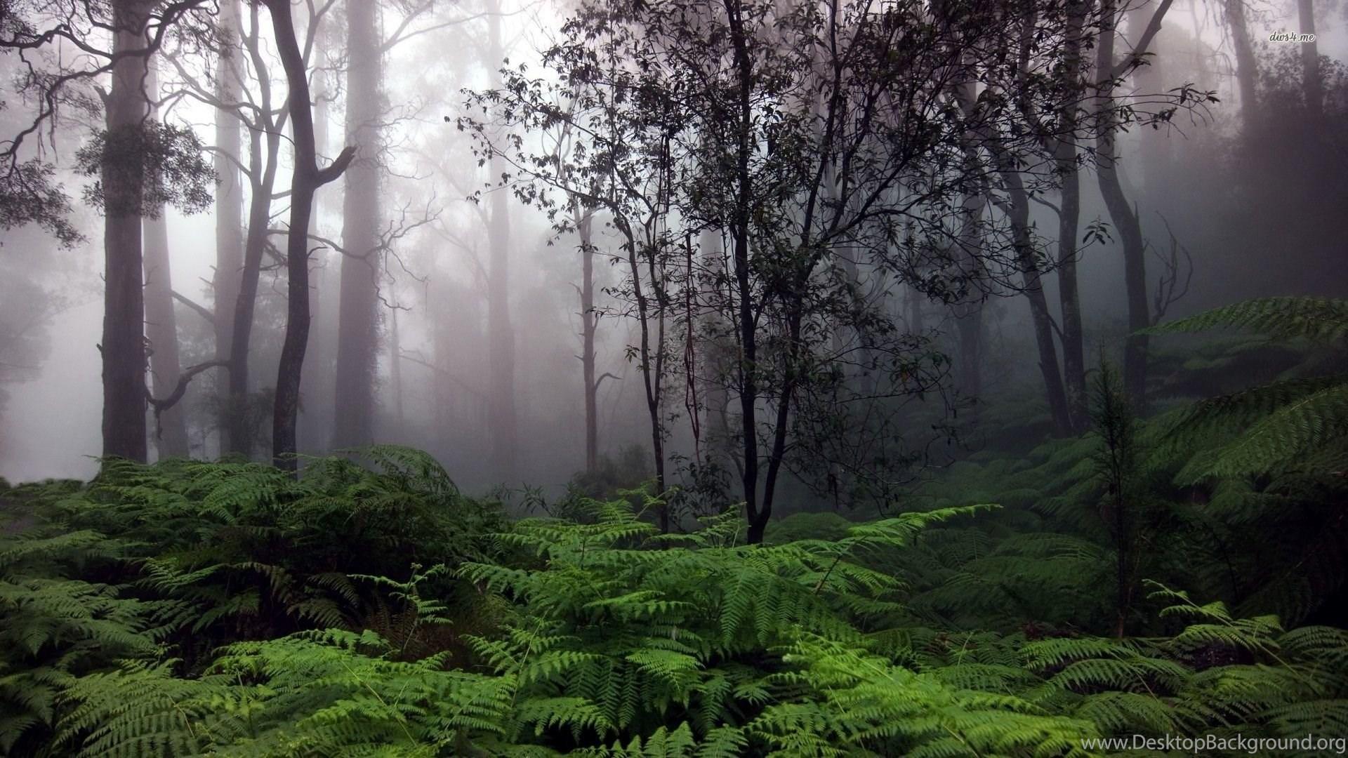 1920x1080 Foggy Forest Wallpaper Nature Wallpaper Desktop Background