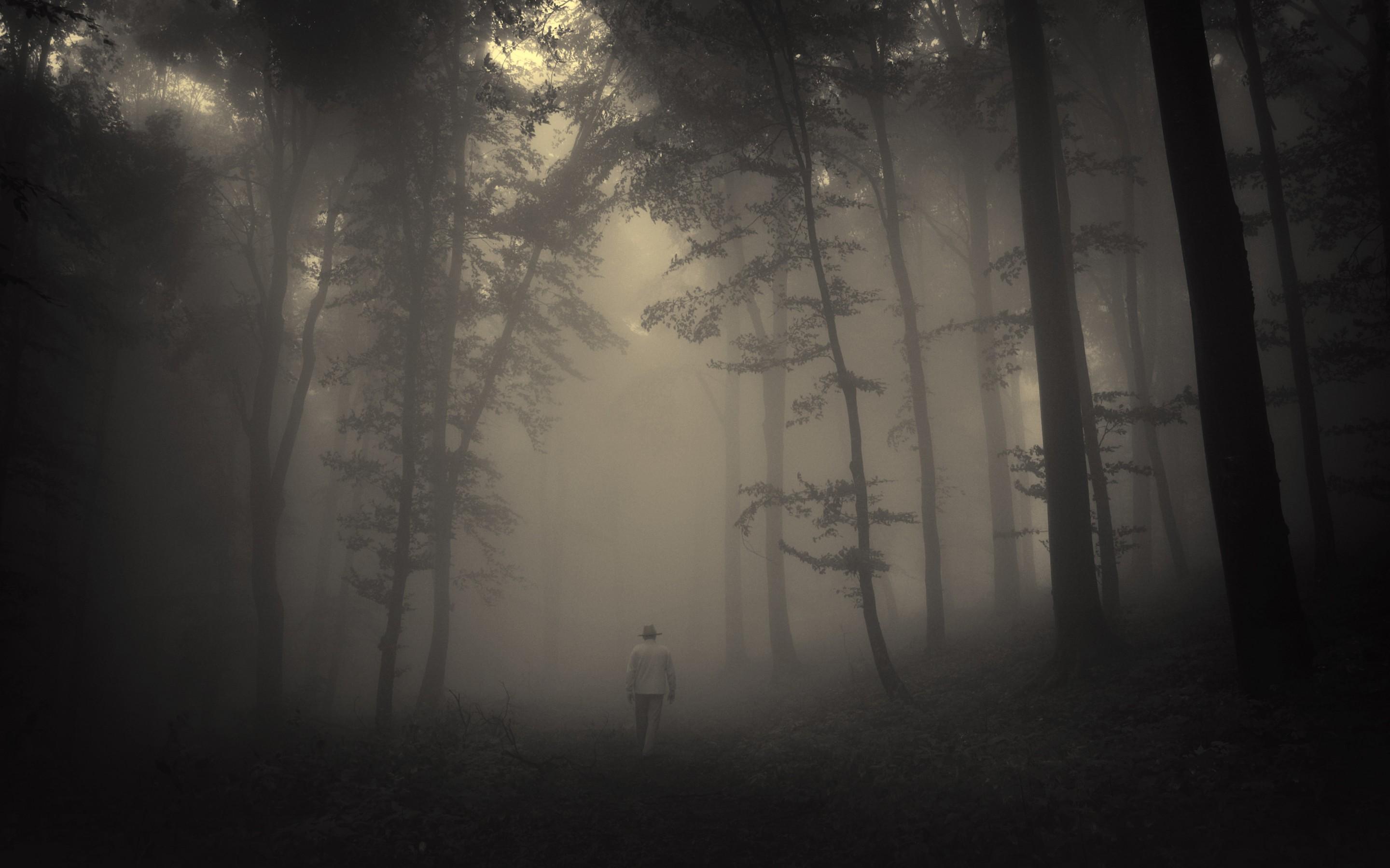 2880x1800 Forest trees creepy nature landscape misty lonely old man road mood wallpaperx1800