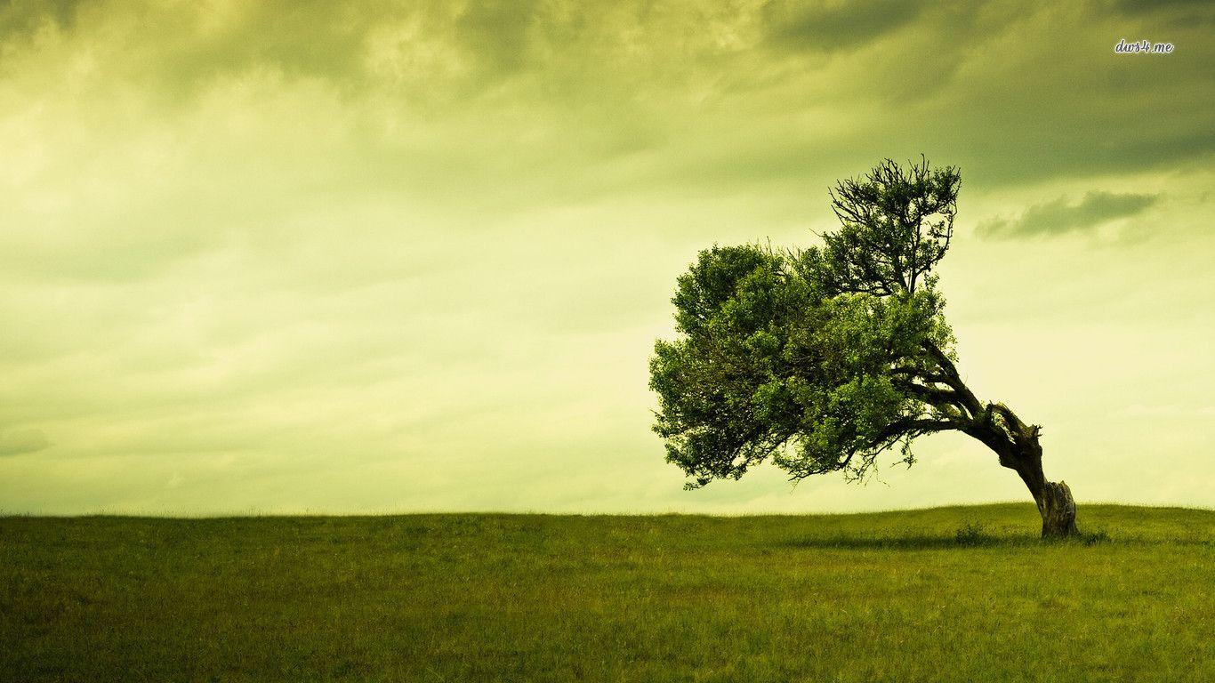 1366x768 Lonely Nature With Motive Lime Green Tree In HD Quality 1366x768. Landscape wallpaper, Beautiful nature wallpaper, Tree HD wallpaper