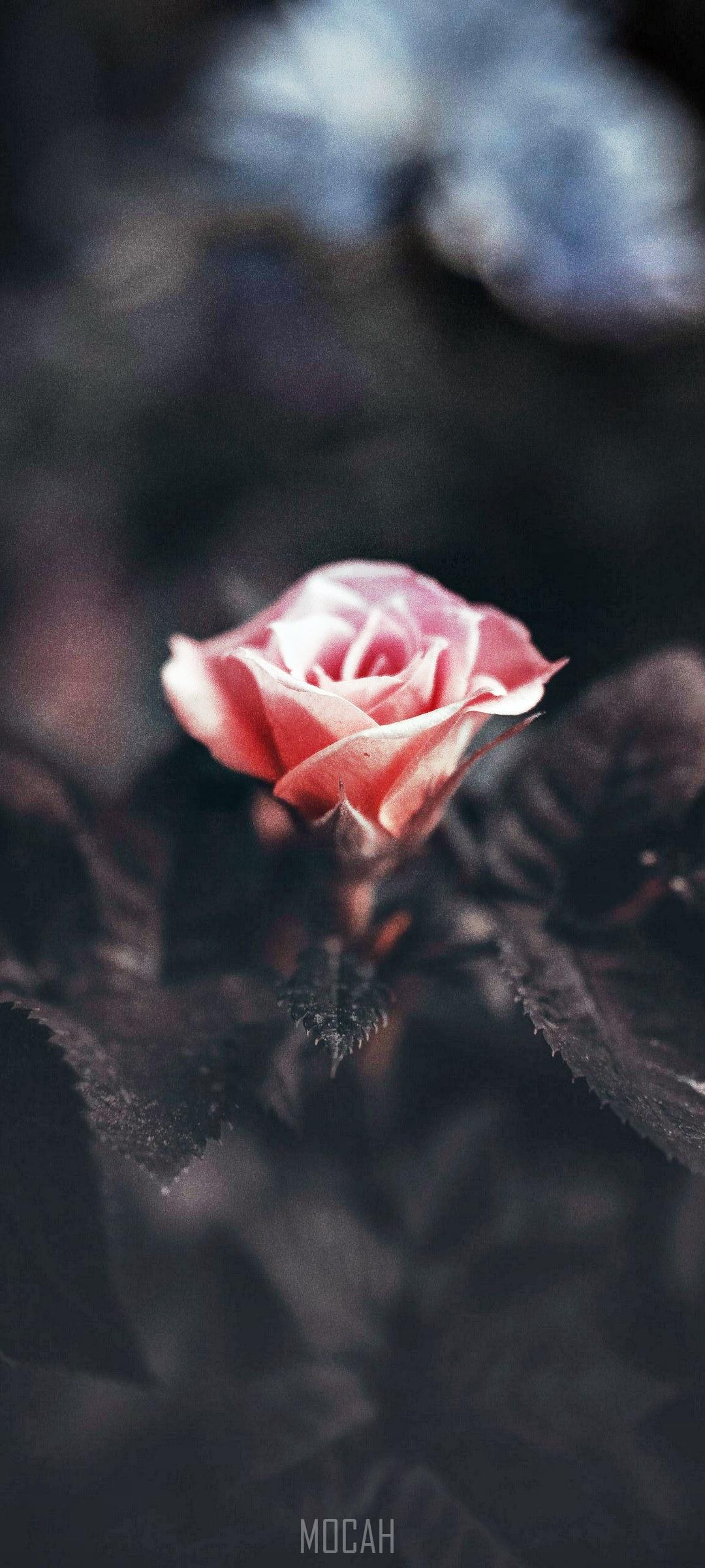 1080x2400 vivo Y50 HD wallpaper, Background