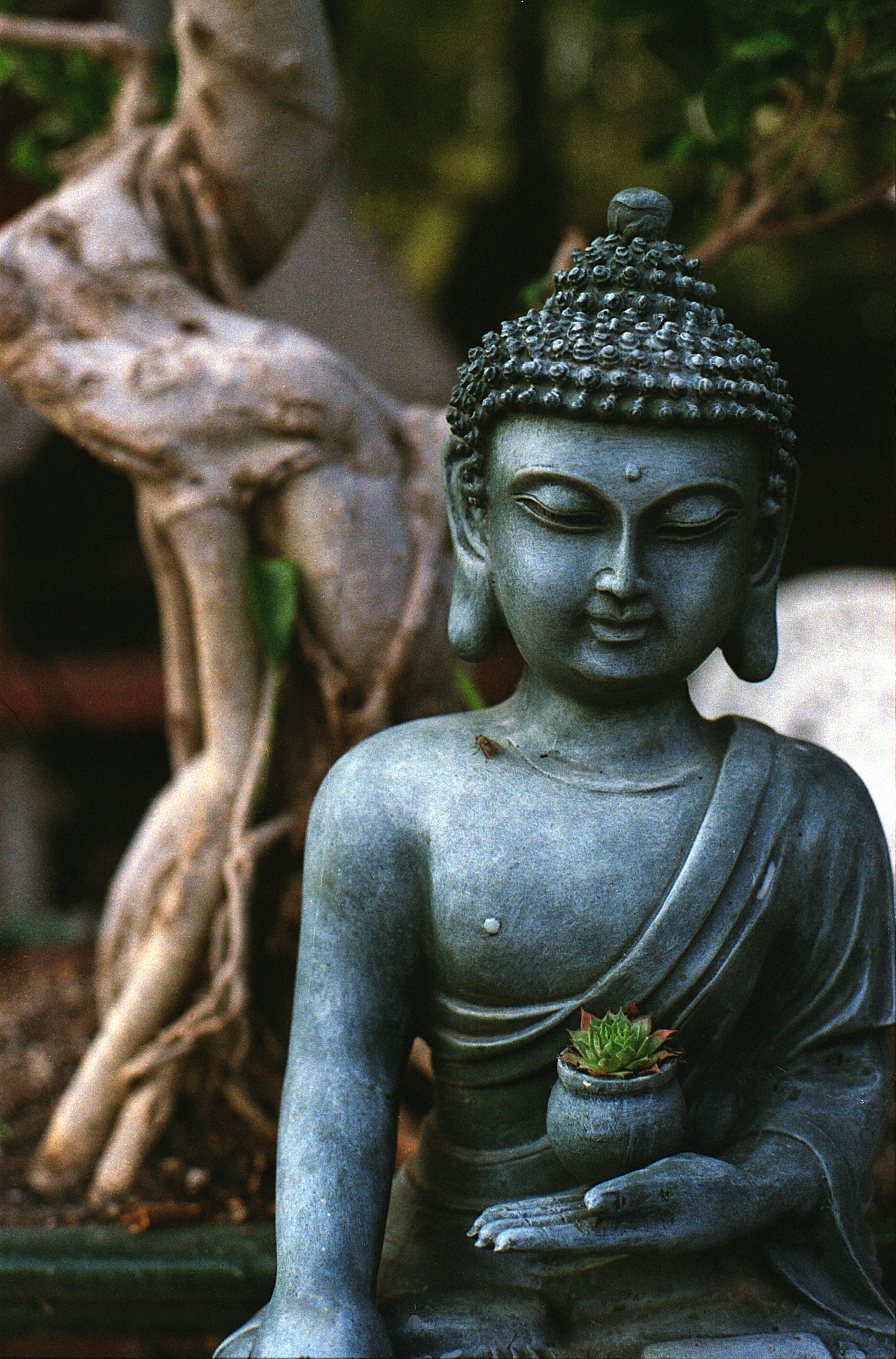 4528x6864 Free Image : tree, monument, tranquility, statue, symbol, peace, buddhist, buddhism, religion, praying, zen, spiritual, sculpture, religious, art, relaxation, figure, meditation, temple, culture, carving, oriental, bonsai, mantra, mythology