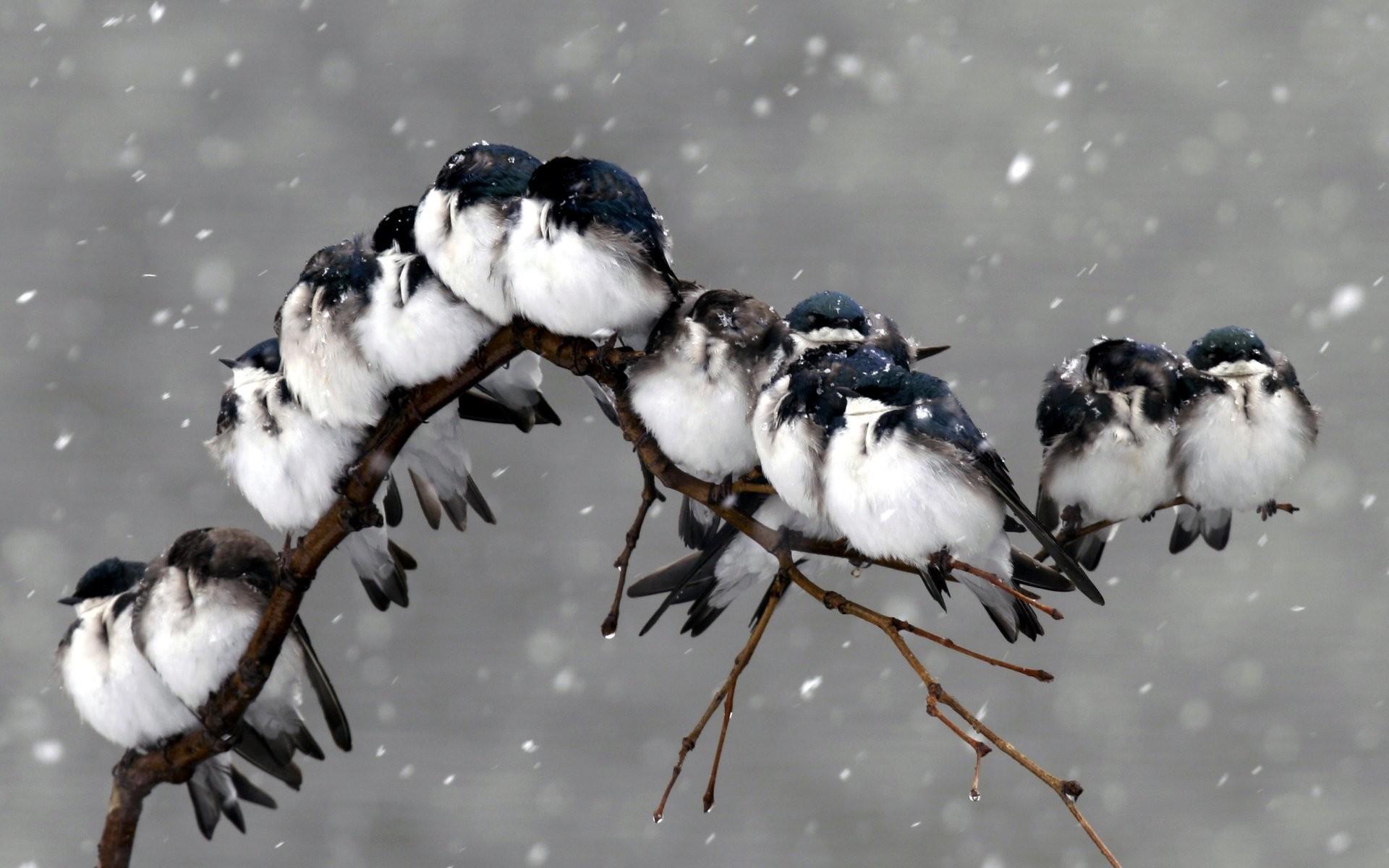 1920x1200 Cute Winter Birds Wallpaper, Image, Background, Picture